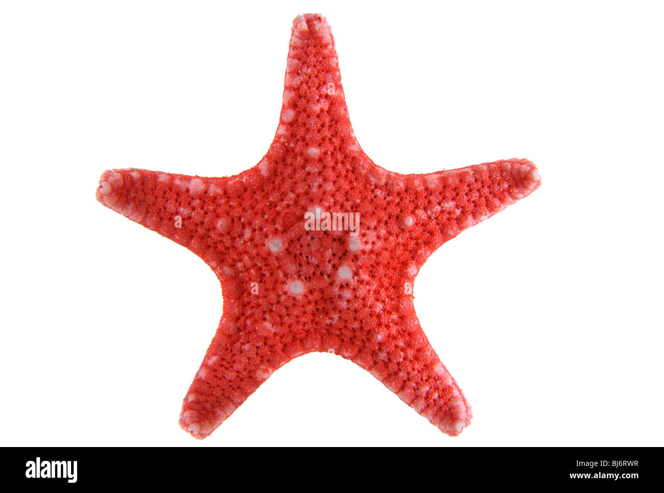 Red starfish isolated on a white background close-up Stock Photo