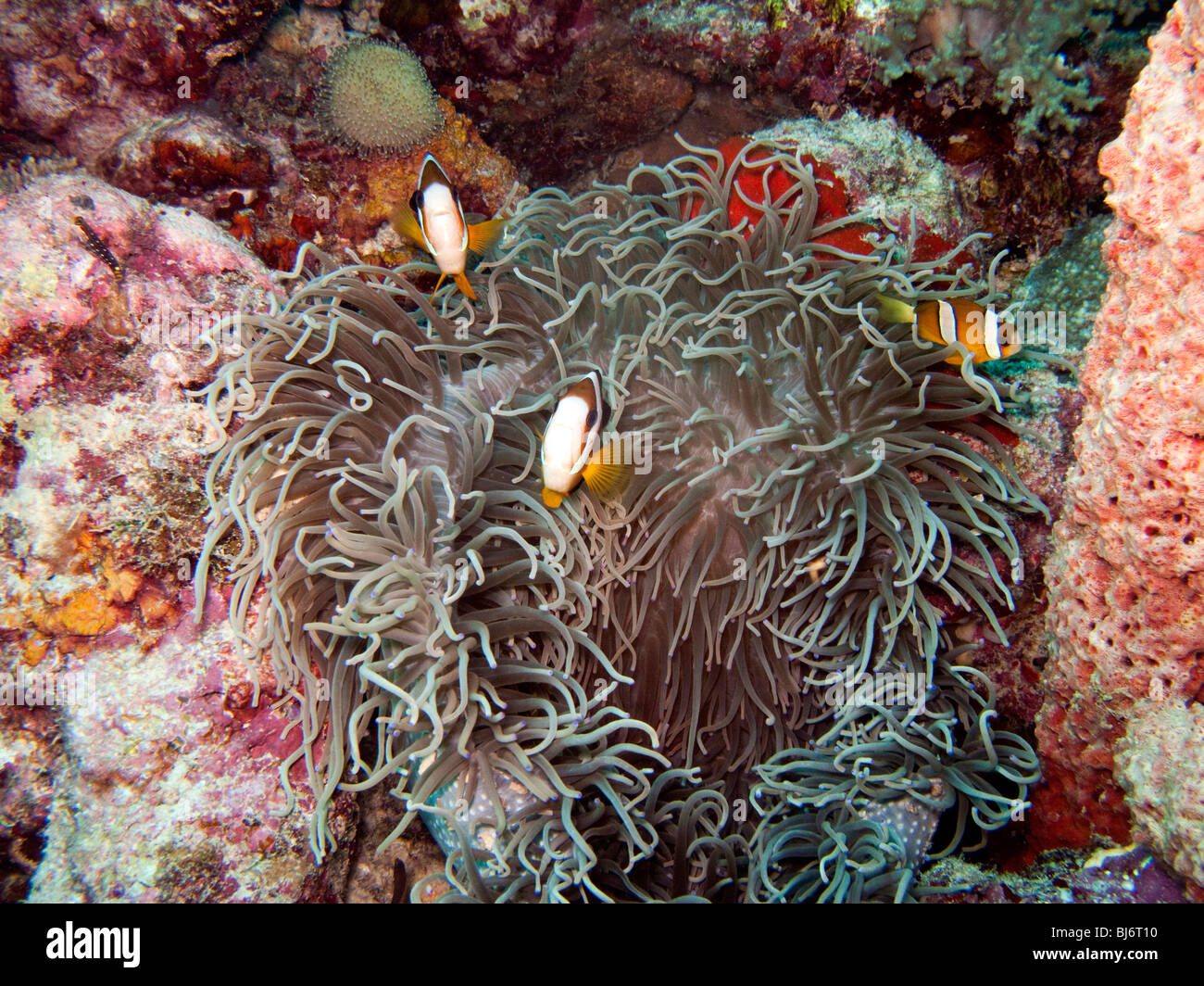 Indonesia, Sulawesi, Wakatobi National Park, anenomefish in Gigantic sea anemone, Stichodactyla gigantea Stock Photo
