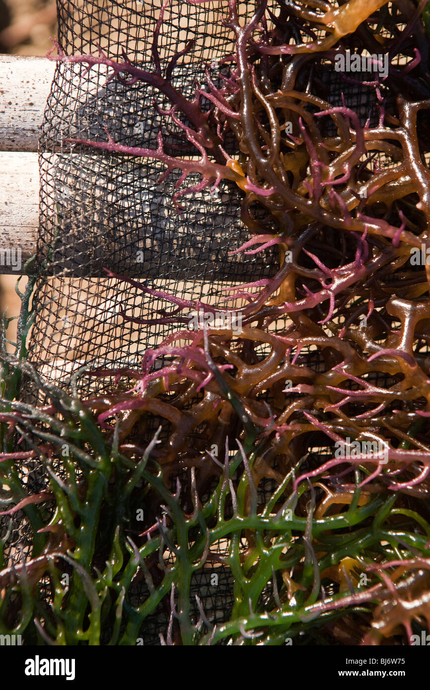 Indonesia, Sulawesi, Buton, Labundo Bundo, coastal industry, seaweed drying on rack to make agar jelly Stock Photo
