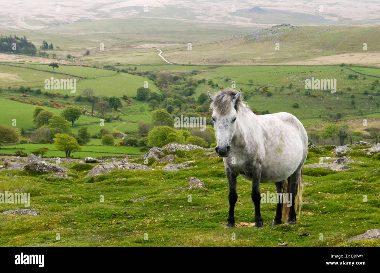 Pony on Dartmoor, Devon UK Stock Photo Alamy