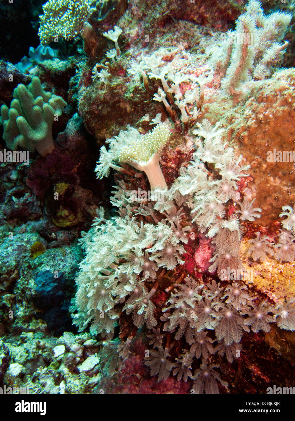 Indonesia, Sulawesi, Wakatobi National Park, underwater, colourful soft corals on the reef edge Stock Photo