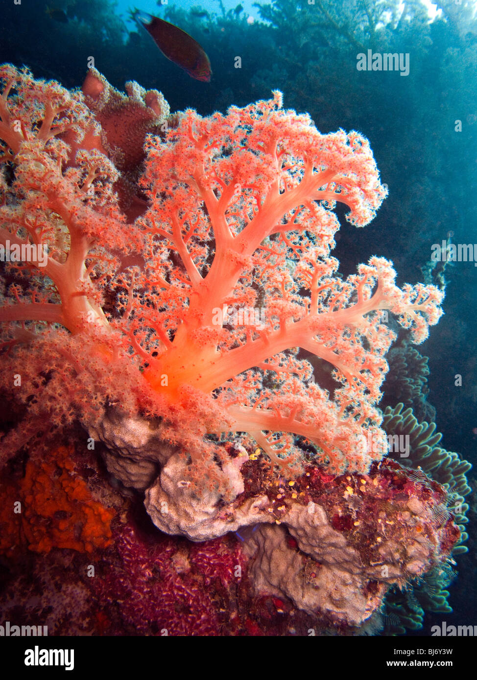 Indonesia, Sulawesi, Wakatobi National Park, underwater, colourful red soft coral Dendronephthya sp Stock Photo