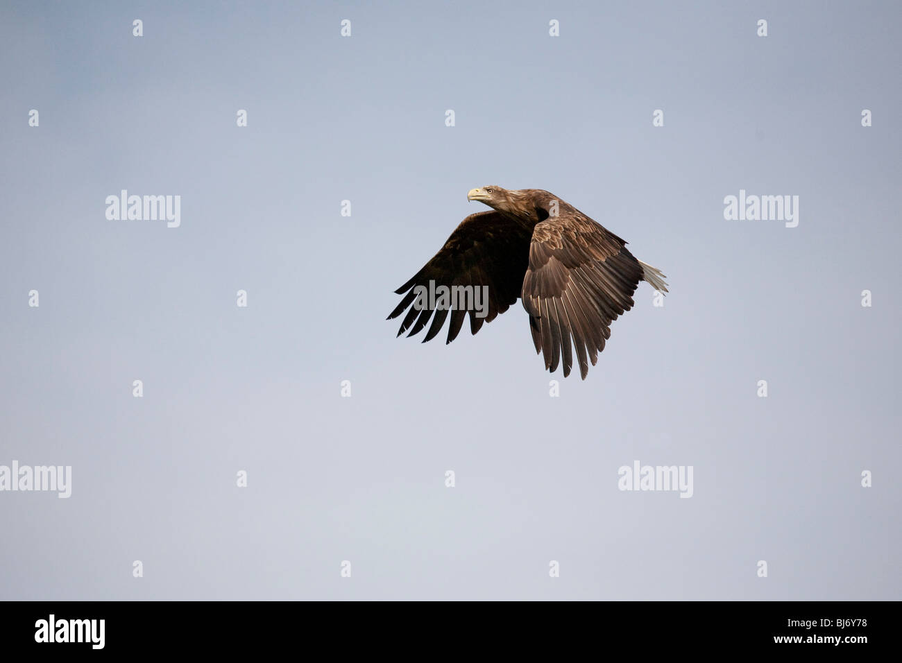 Wedge tail eagle hi-res stock photography and images - Alamy