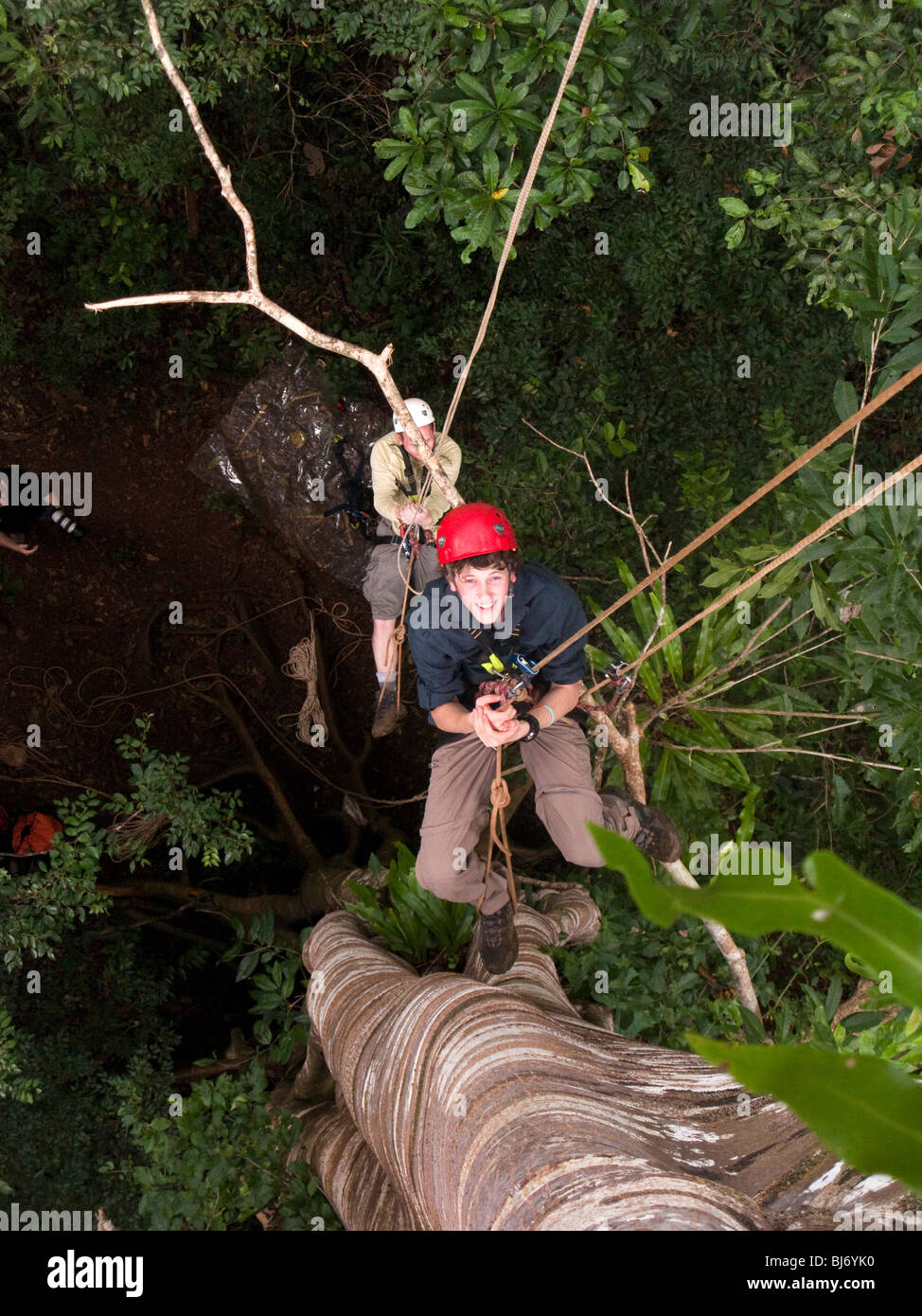 Indonesia, Sulawesi, Buton, Labundo Bundo, Operation Wallacea volunteers climbing giant fig tree Stock Photo