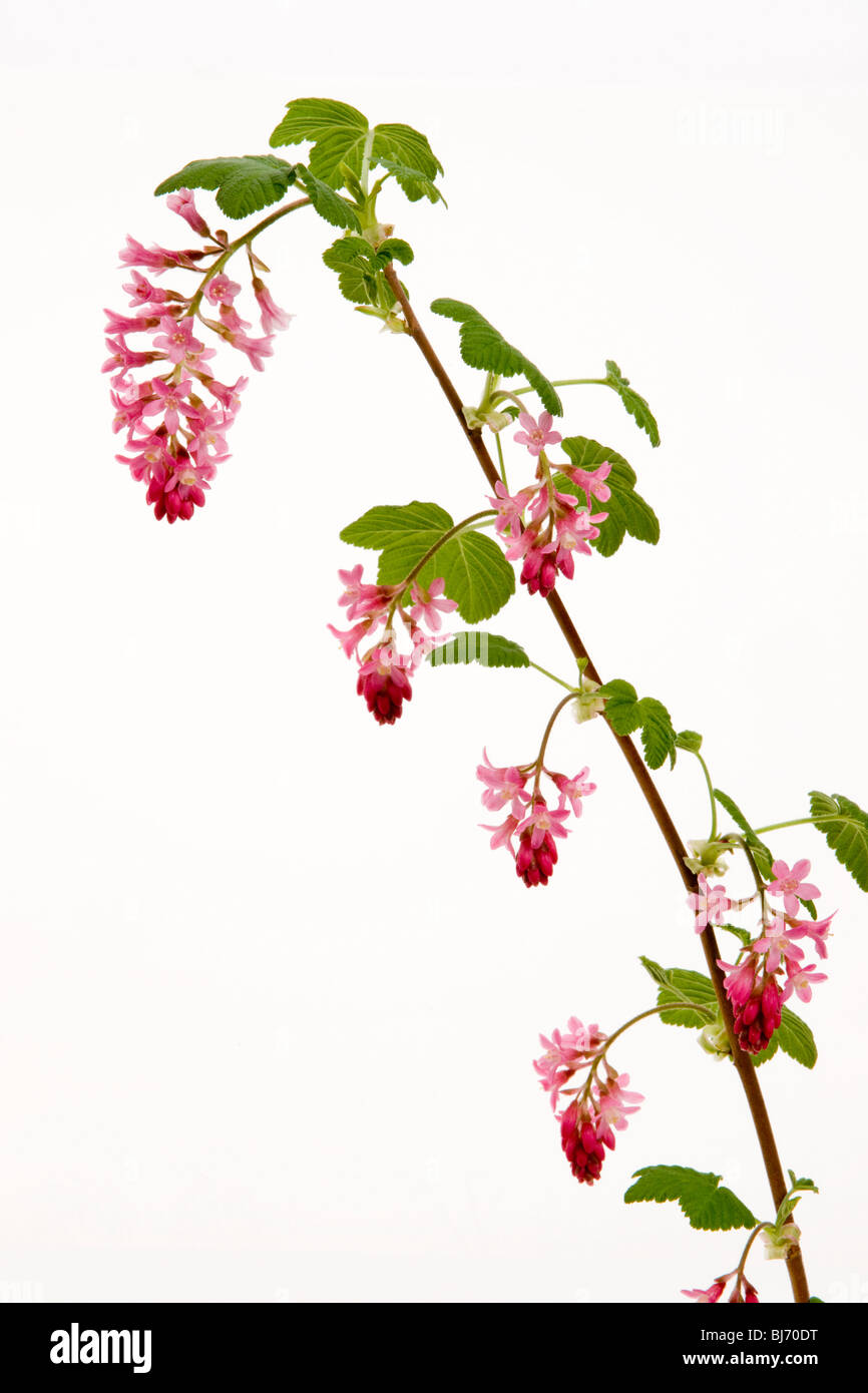Ribes sanguineum flowering currant blooming bloom flowers 'pendent racemes' pink red tubular 'white background' Stock Photo