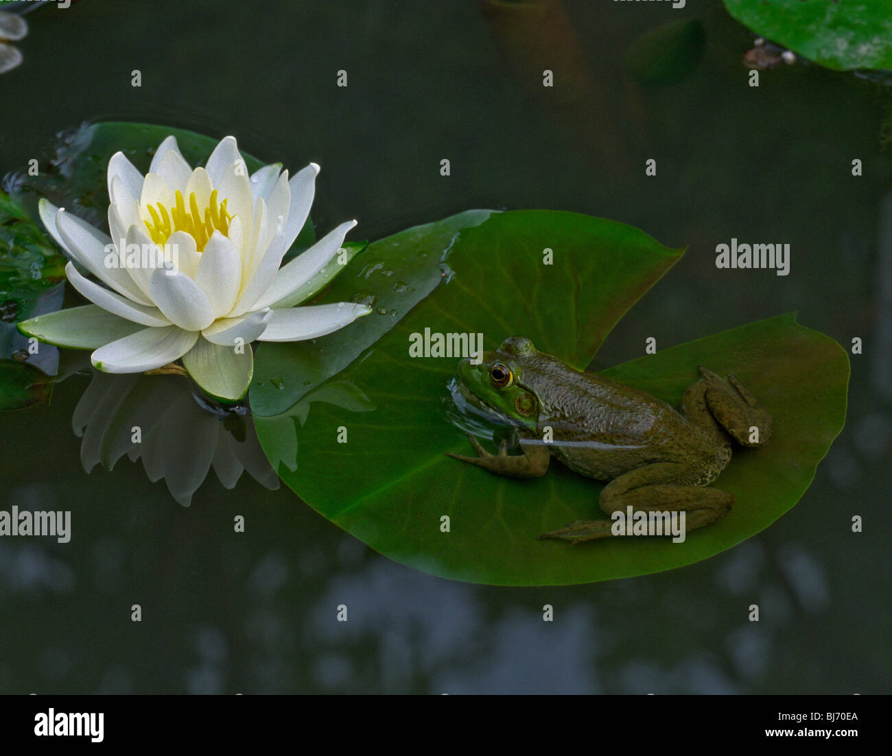 Frog on Lily pad with water lily blossom ( Nymphaea  Marliacea  ), flower Stock Photo