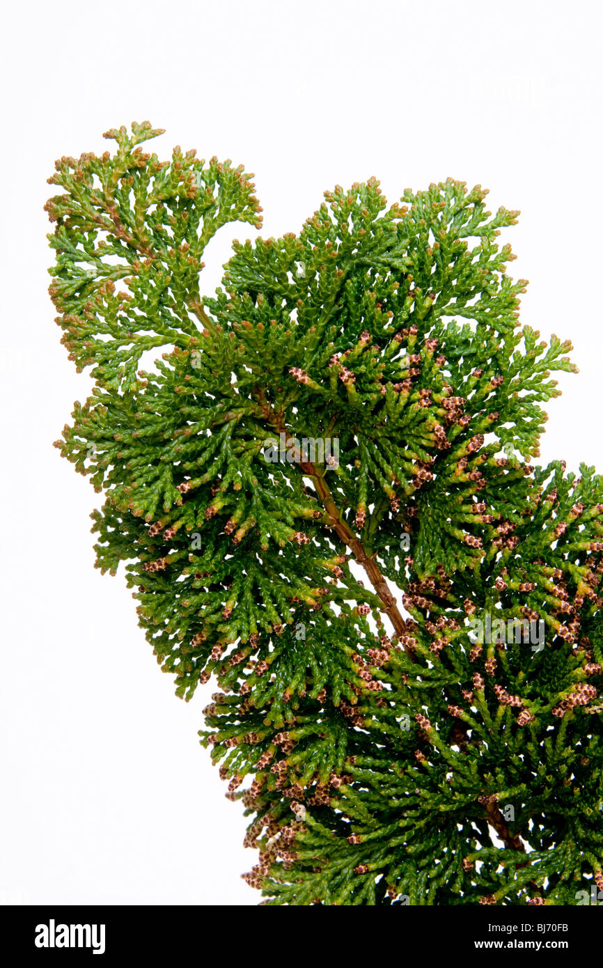 cypress 'hinoki' Stock Photo