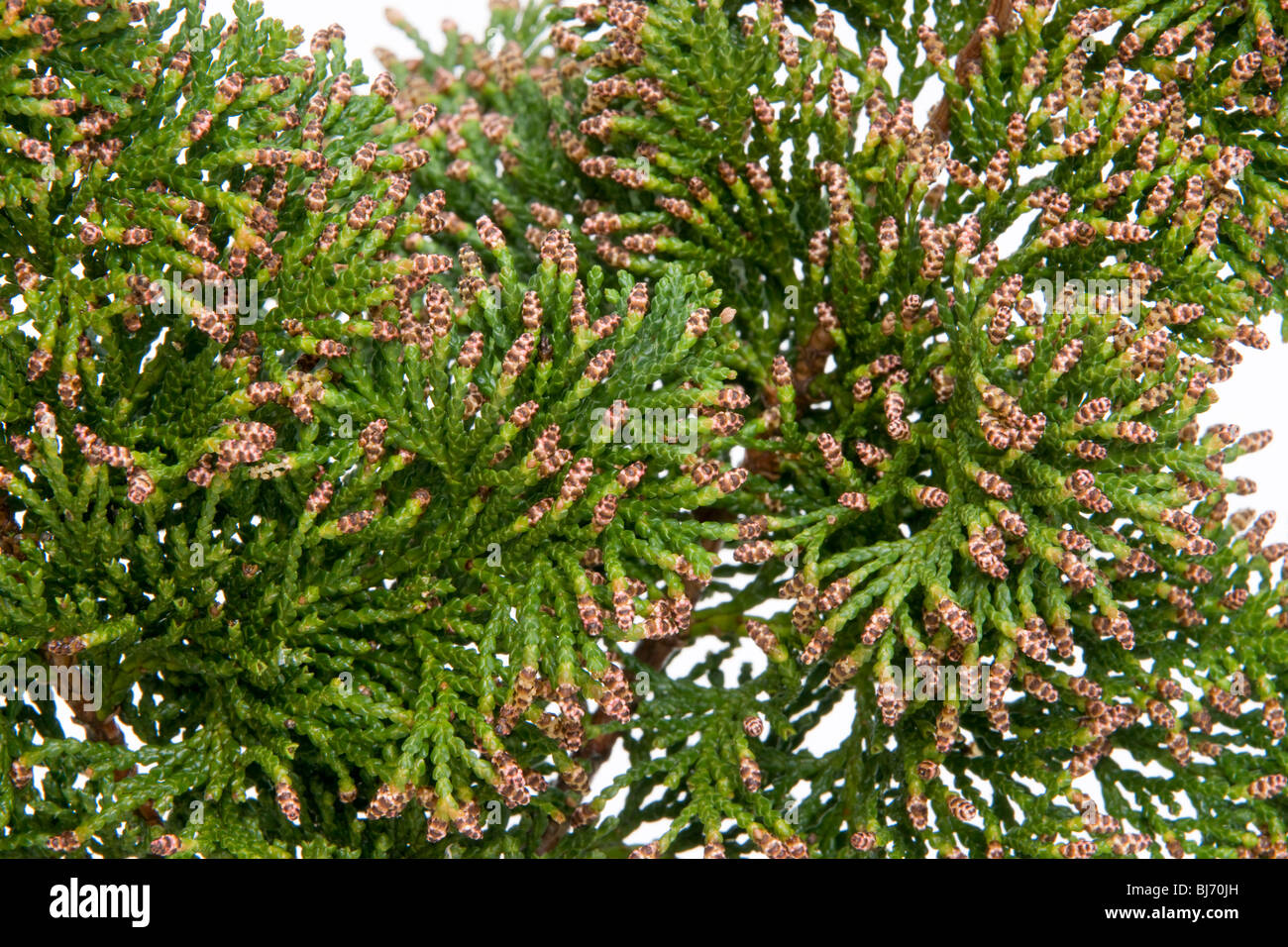 cypress 'hinoki' Stock Photo