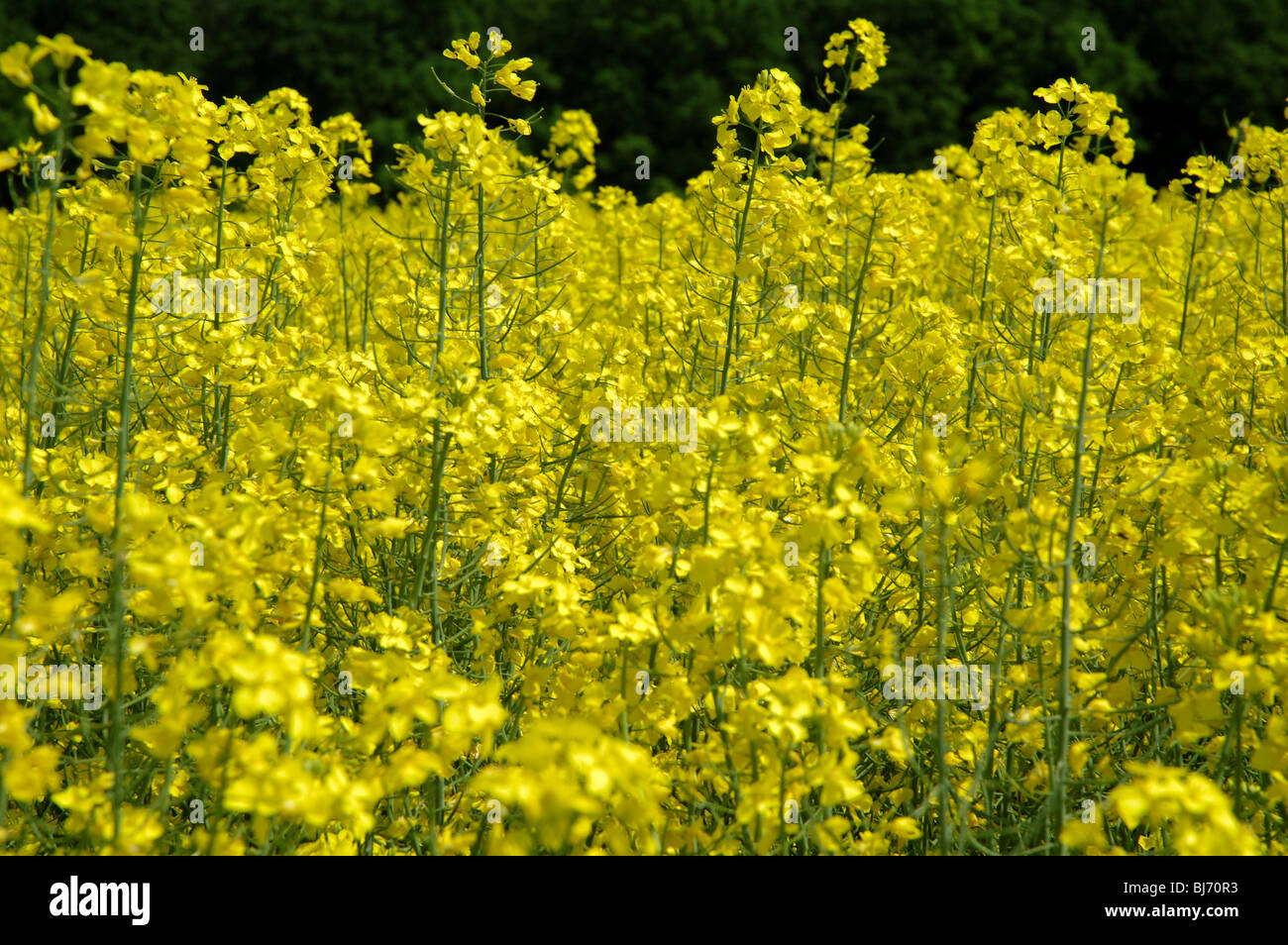 Swedish turnip Stock Photo