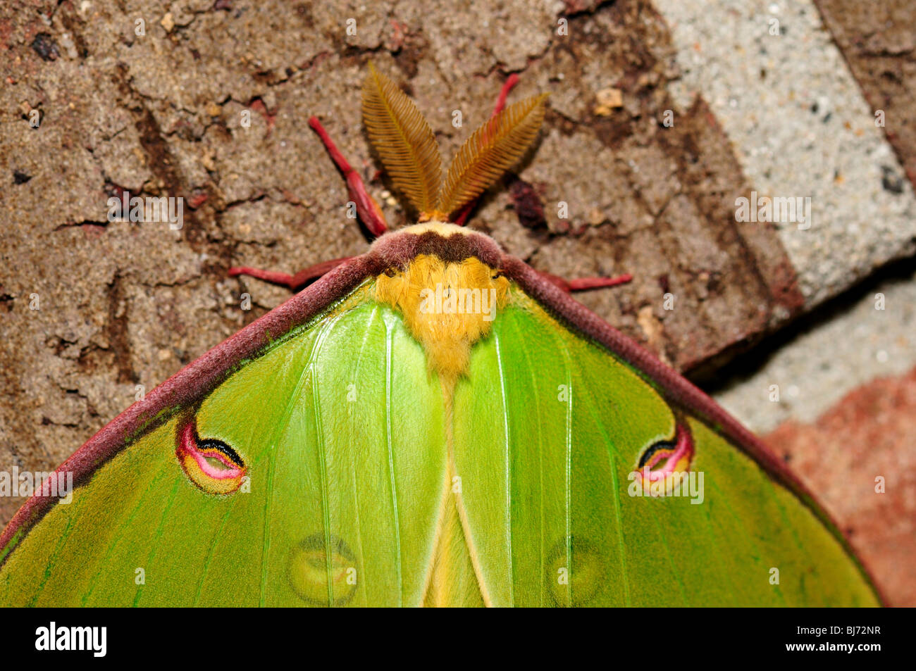 Green Luna moth (Actias luna) closeup Stock Photo Alamy