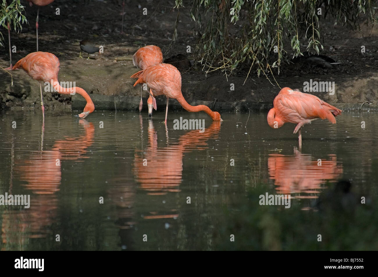 Pink Flamingoes Stock Photo