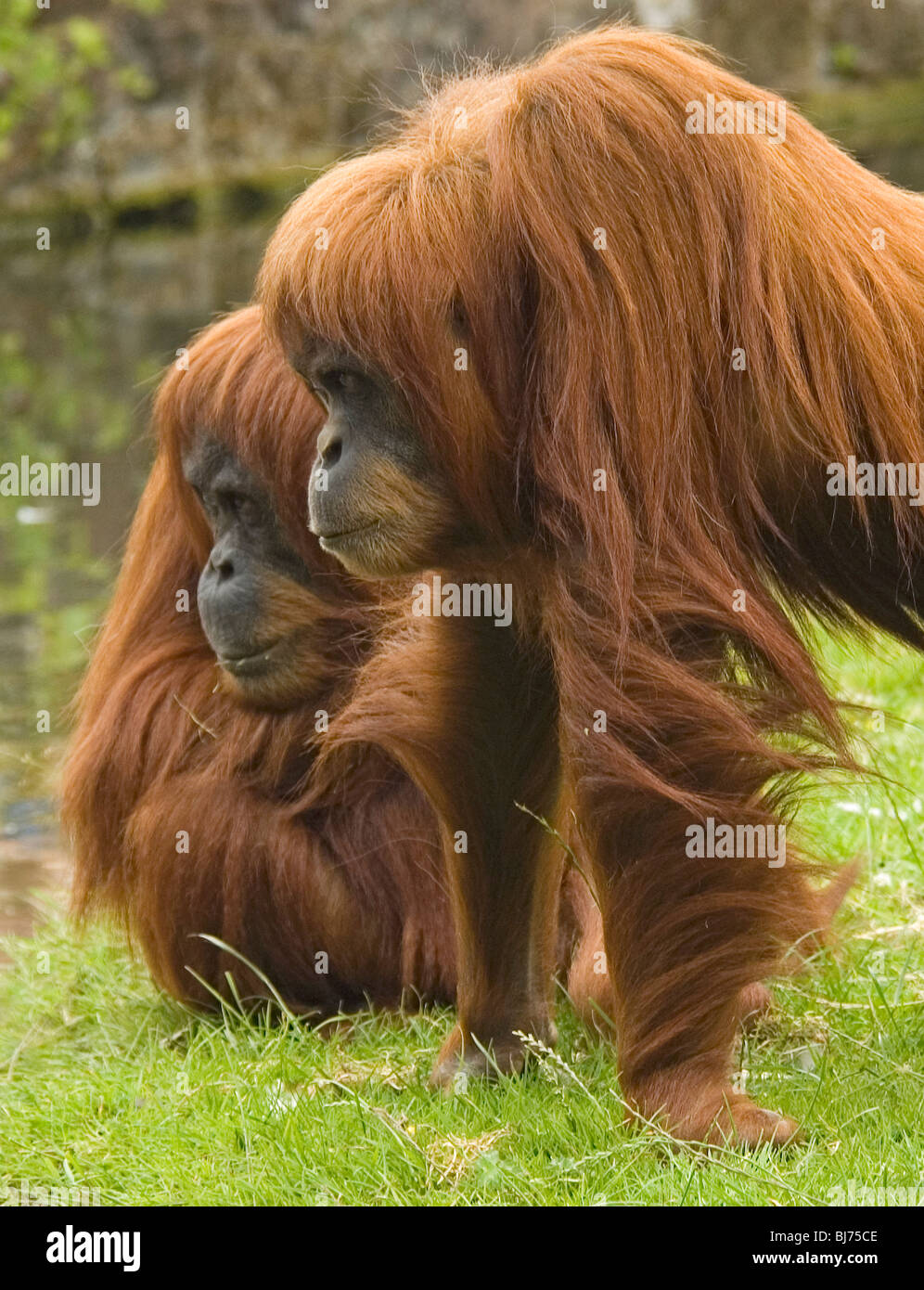 Two Orangutans in profile Stock Photo