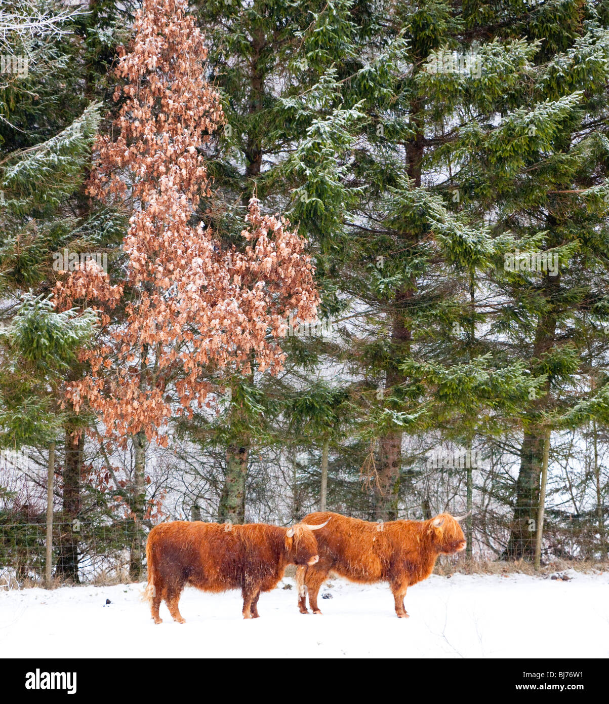 Scotland, Scottish Highlands, Glen Dochart. Highland Cattle brave the elements of a harsh winter environment in Glen Dochart. Stock Photo