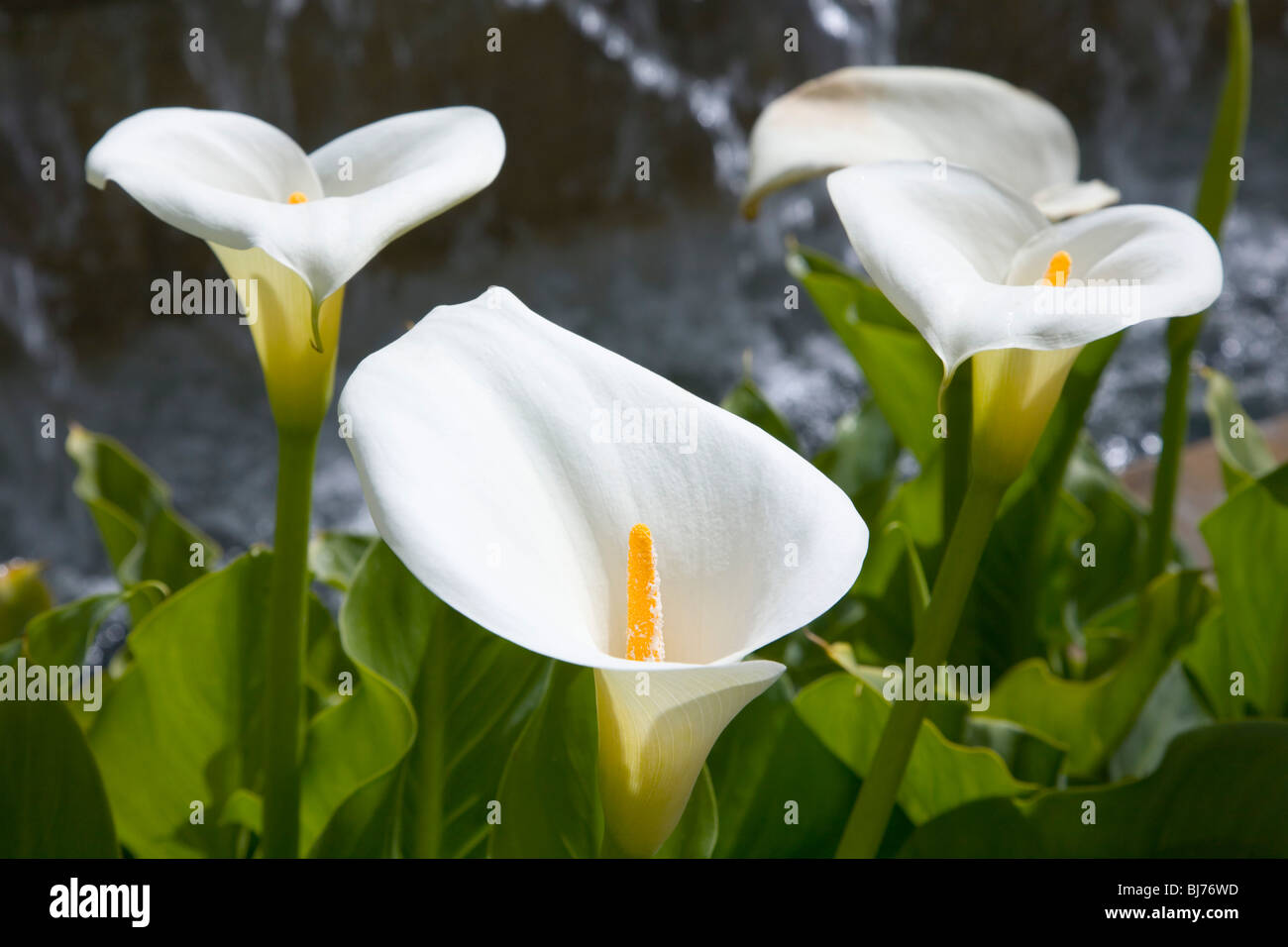 White arum lily leaves hires stock photography and images Alamy