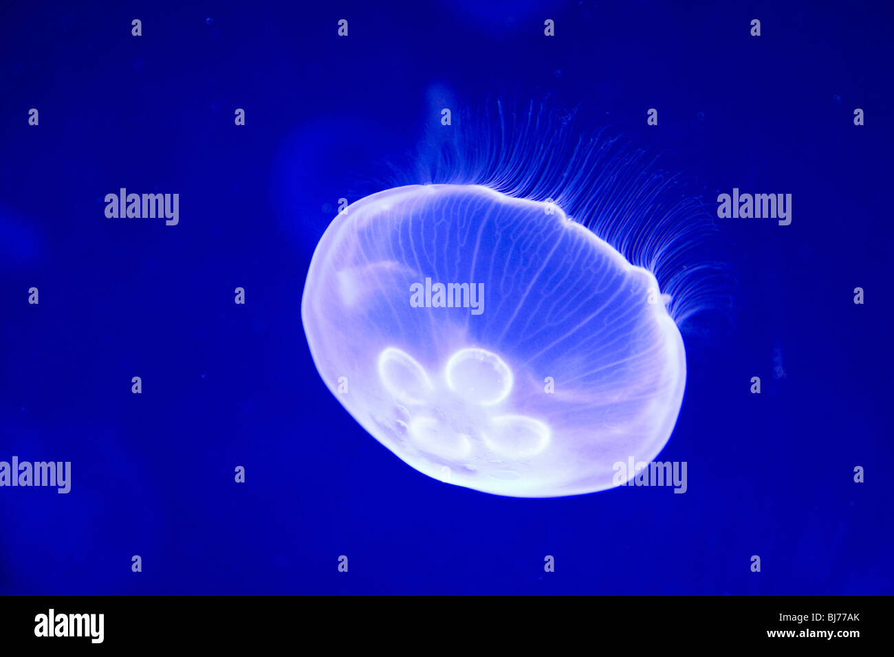 Valencia, Comunidad Valenciana, Spain. Moon jellyfish (Aurelia aurita) at the Oceanogràfic, Ciudad de las Artes y las Ciencias. Stock Photo