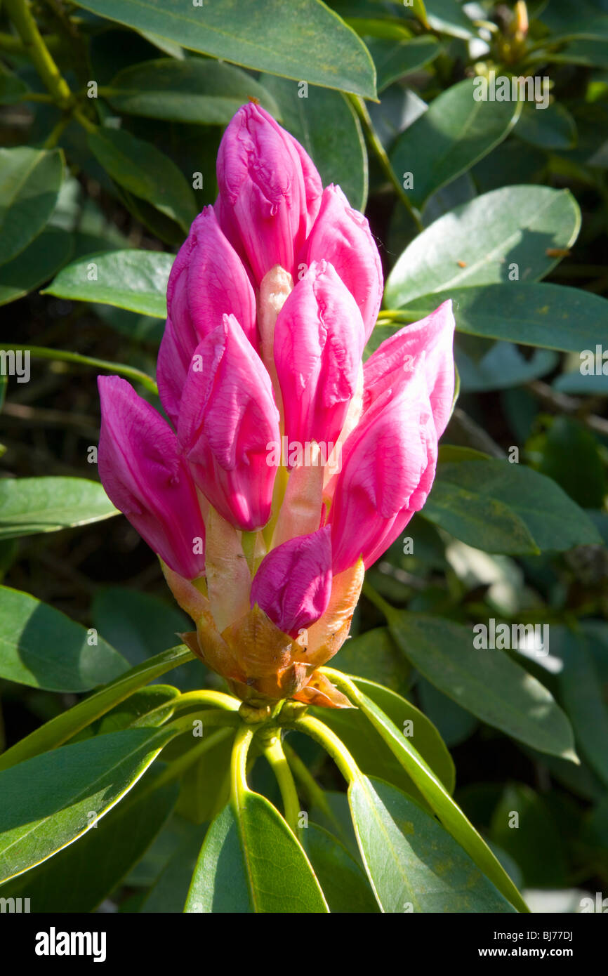 Sevenoaks, Kent, England. Flower buds of Rhododendron "Pink Pearl Stock