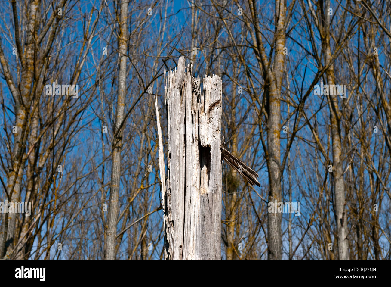 Poplar tree trunk dead from termite and storm damage - France. Stock Photo