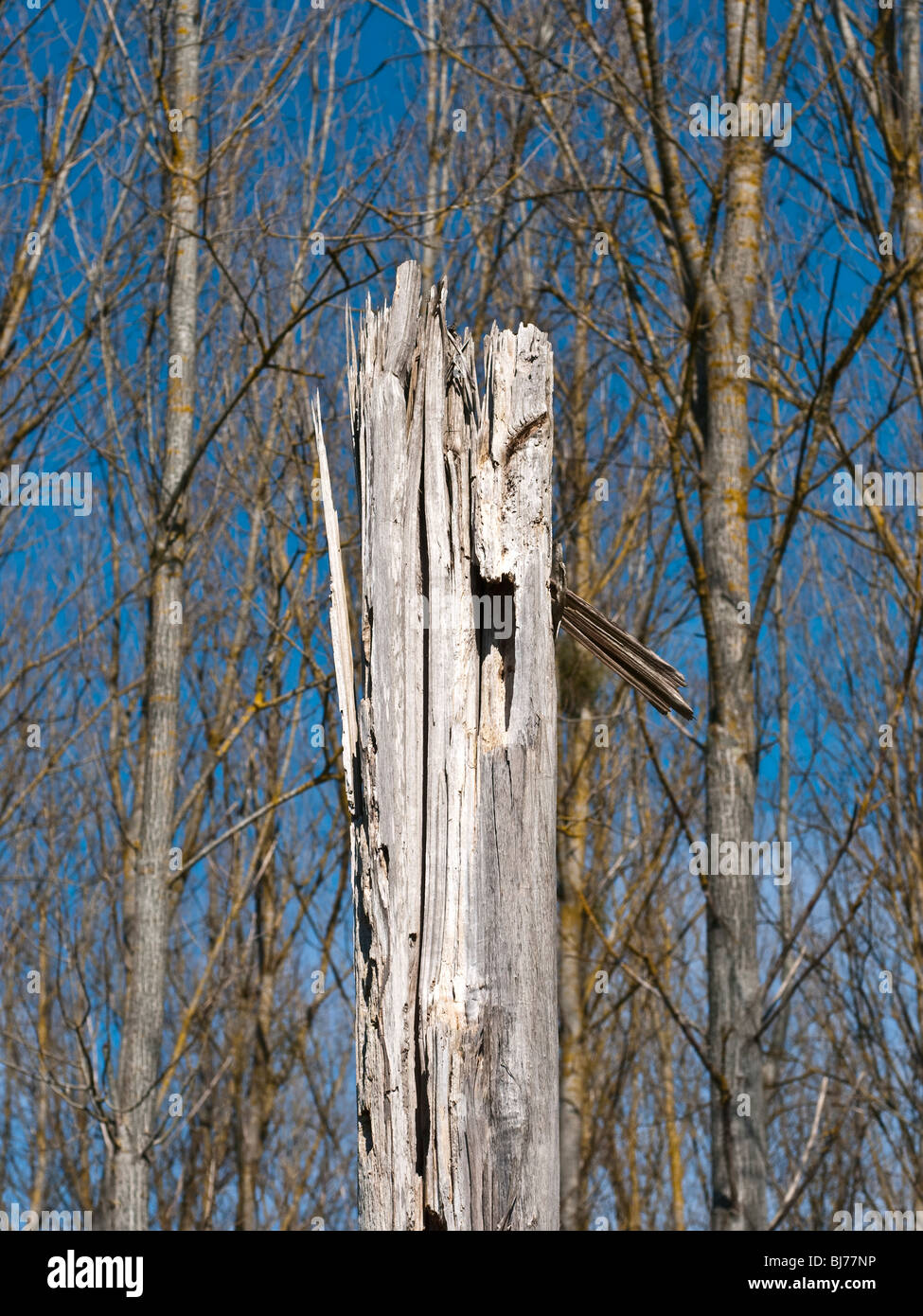 Poplar tree trunk dead from termite and storm damage - France. Stock Photo