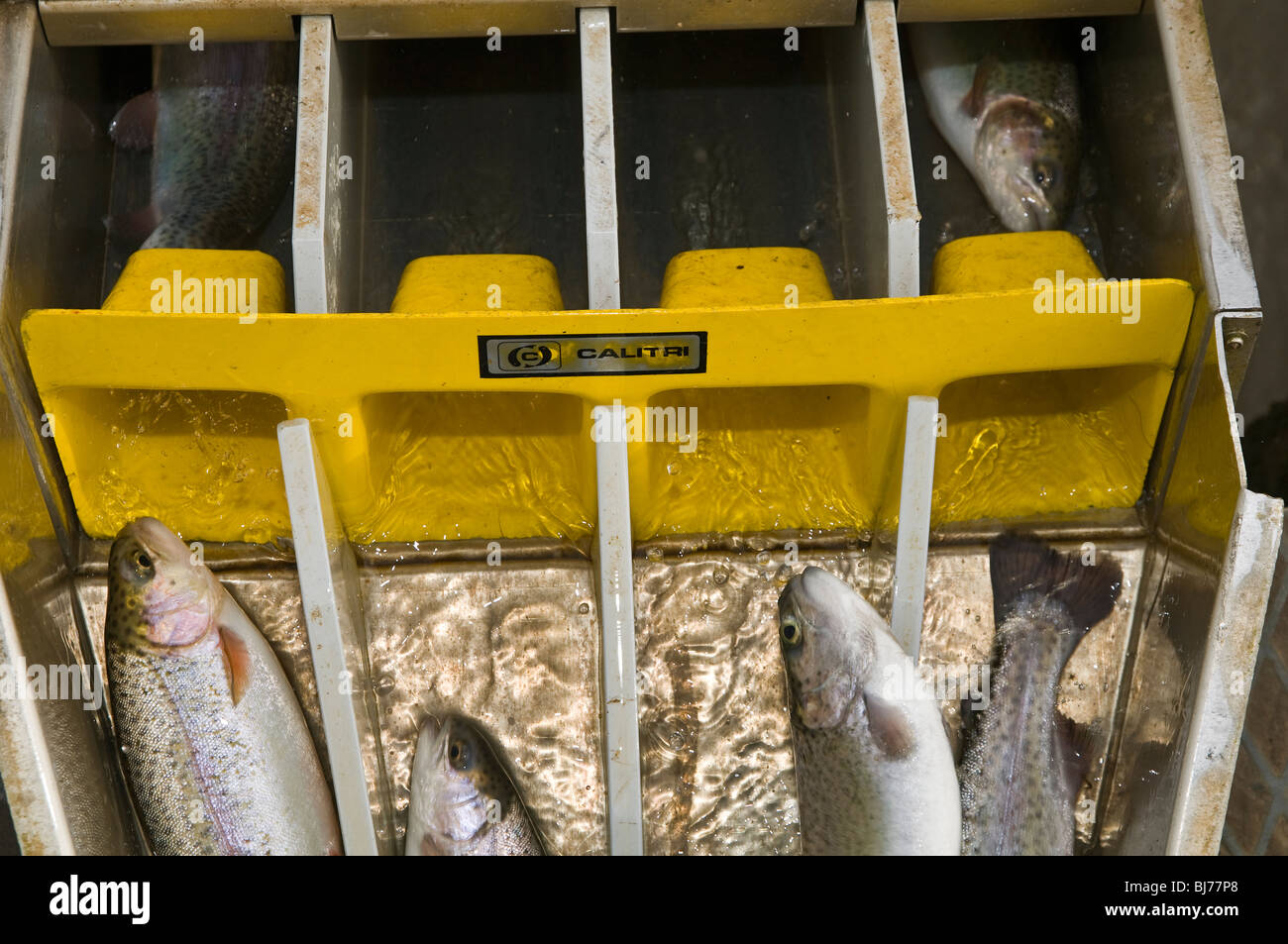 Automatic sorting of trouts in a fish farming Stock Photo