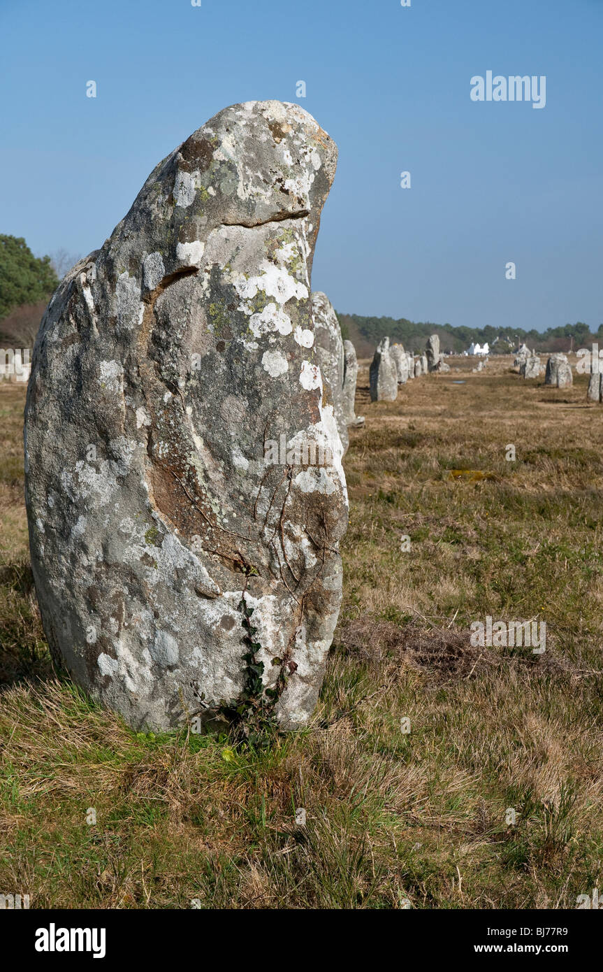 Alignements du Menec, Standing Stones at Carnac in Morbihan ( Brittany, France, Europe) Stock Photo