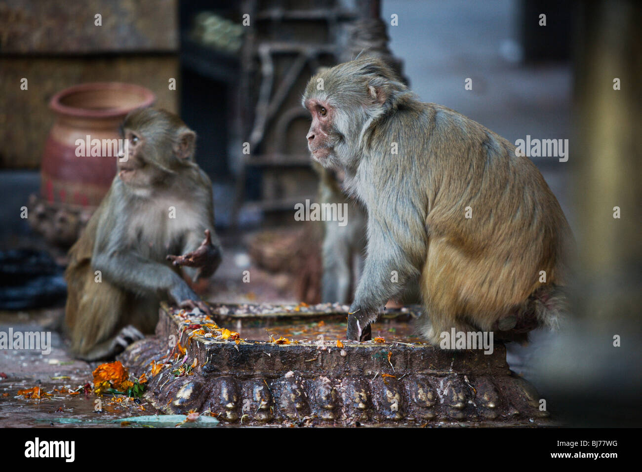 Monkeys eating offerings in Swayambhunath temple (Monkey temple), Kathmandu, Nepal. Stock Photo