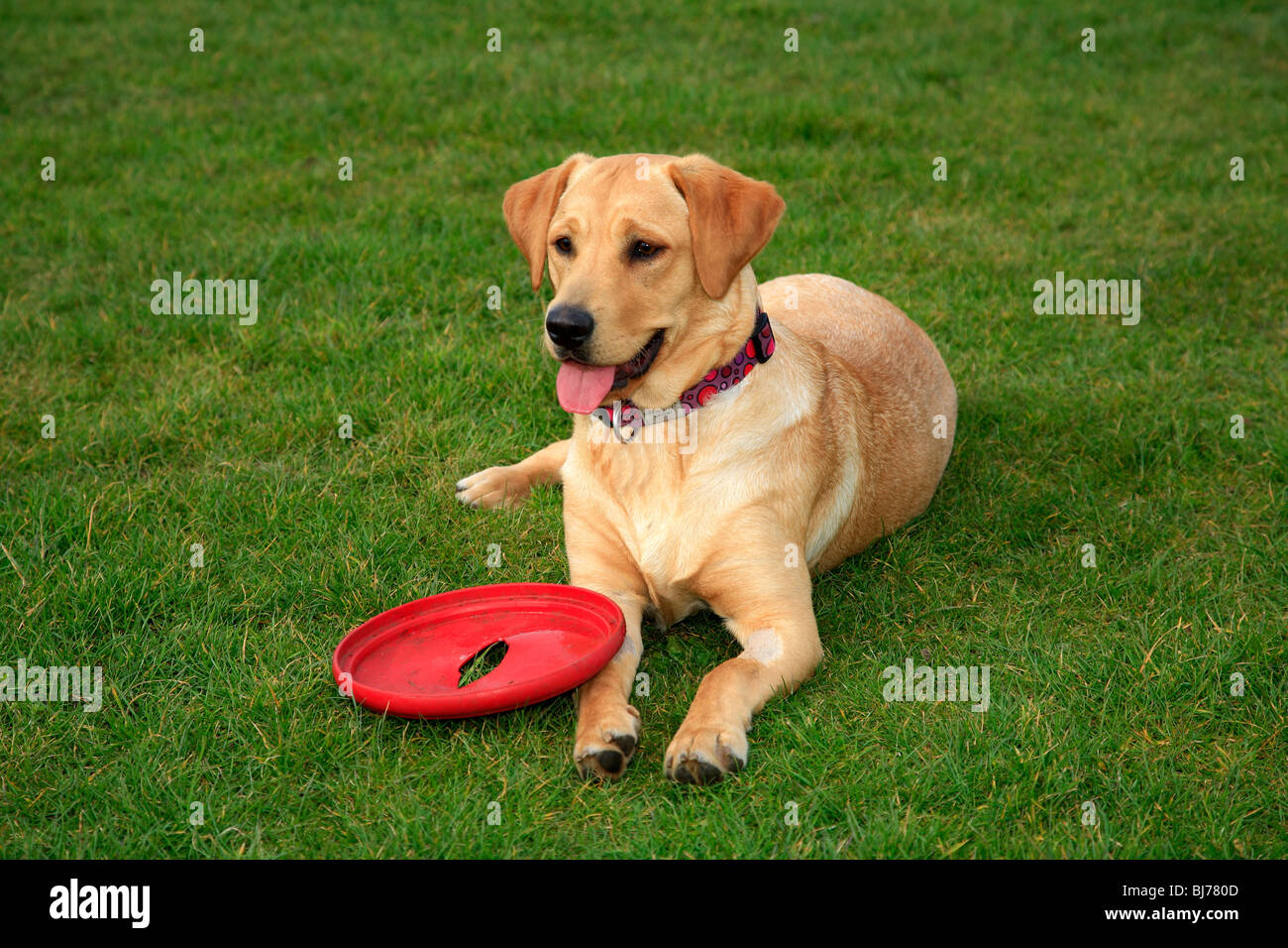 labrador frisbee