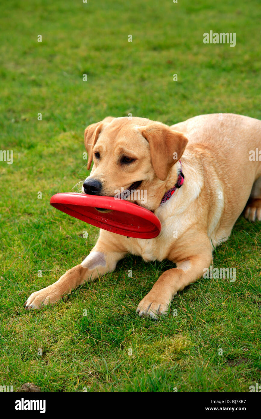 Labrador frisbee outlet