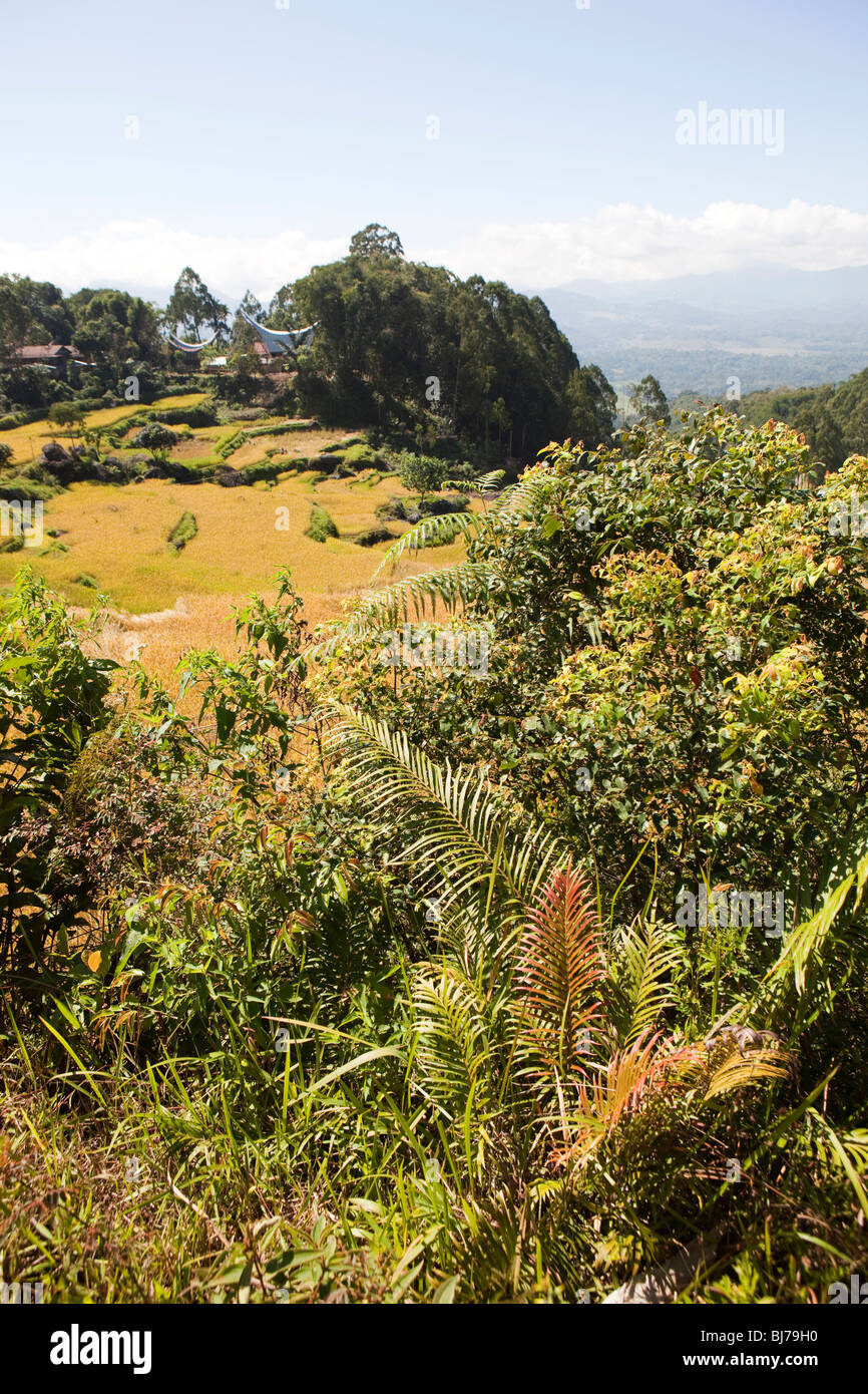 Indonesia, Sulawesi, Tana Toraja, Lokkomata, paddy fields above Rantepao at harvest time Stock Photo