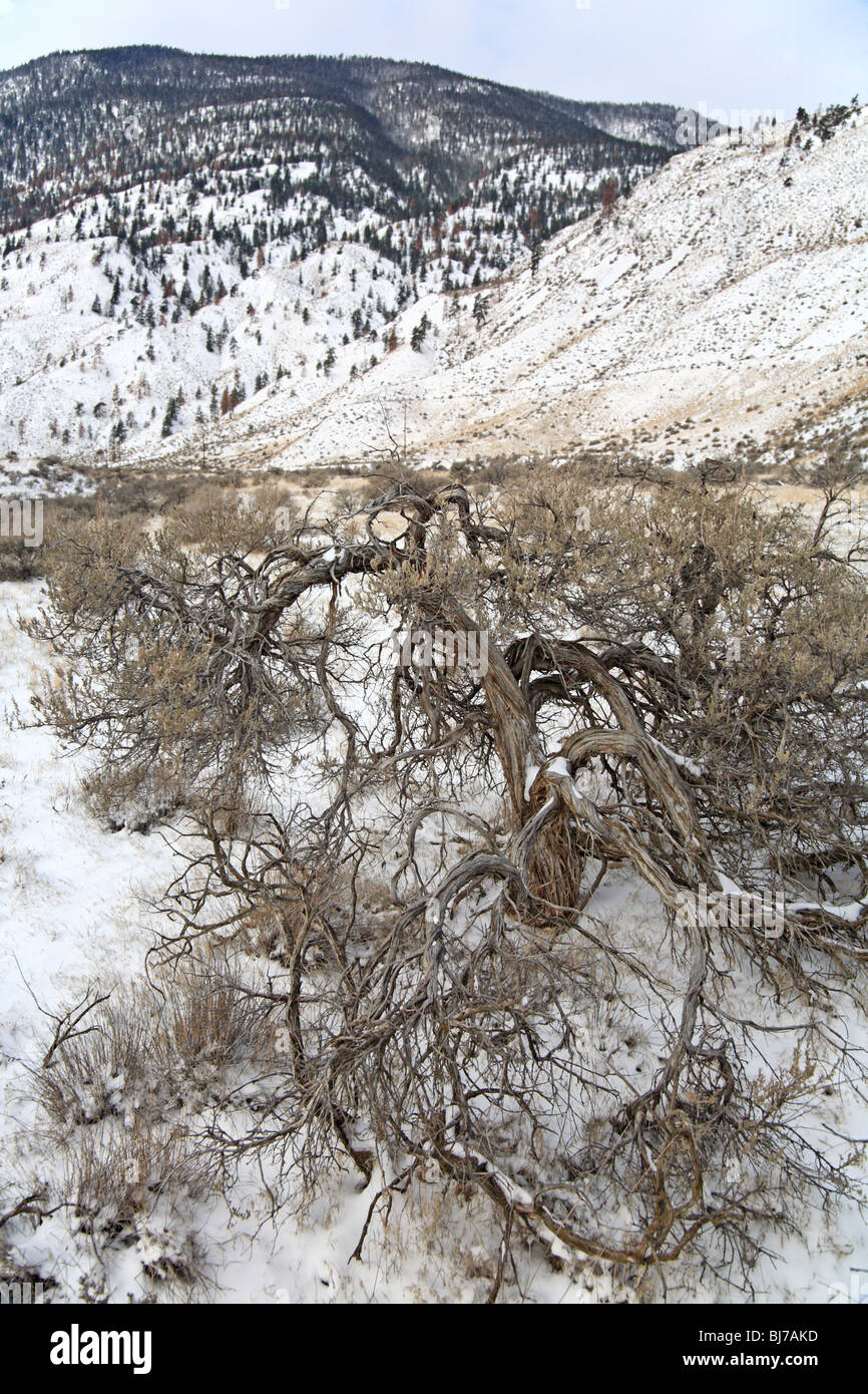 Sagebrush in winter, Thompson river region near Spences Bridge, British Columbia Stock Photo