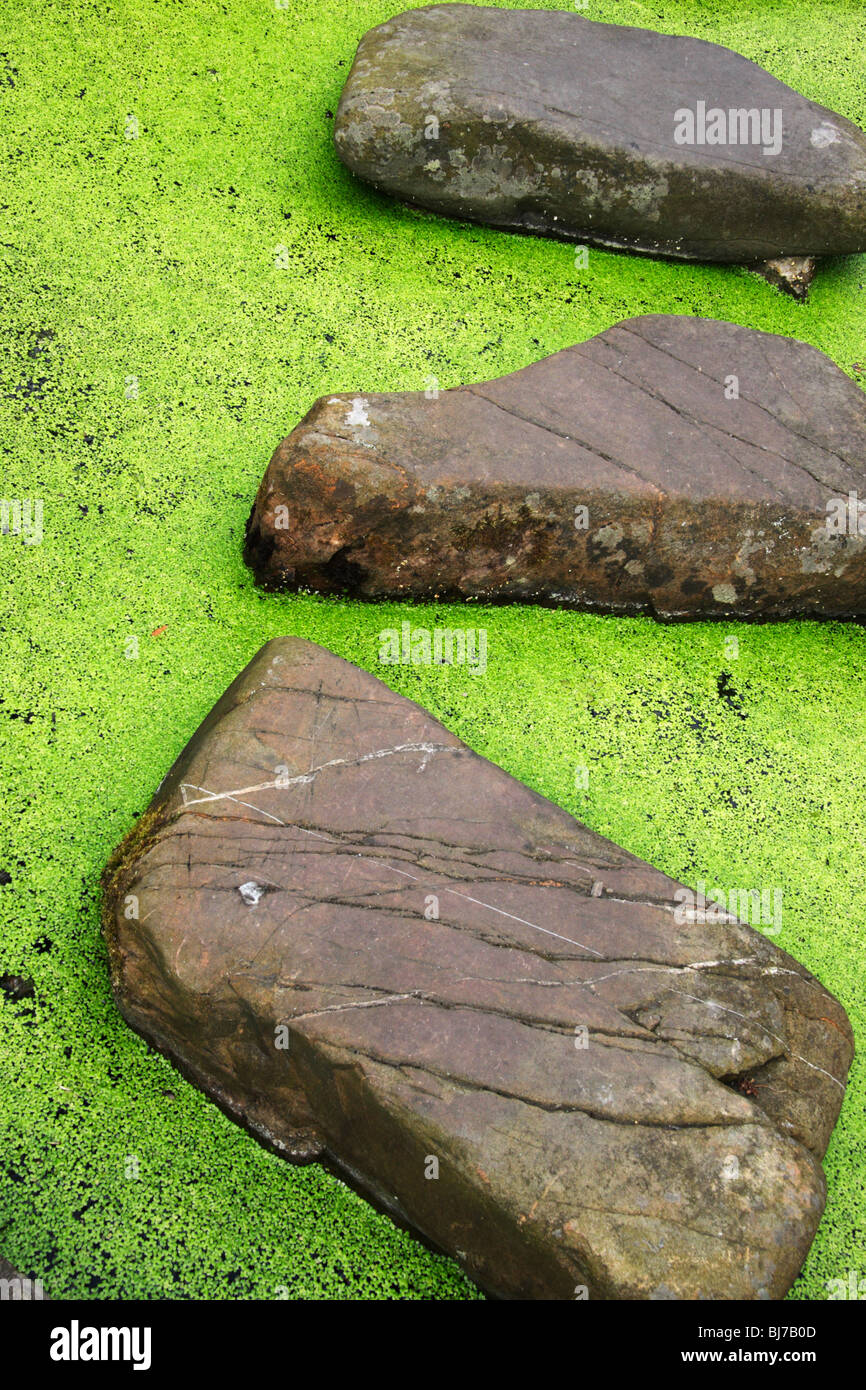 Stepping stones in garden pond Stock Photo