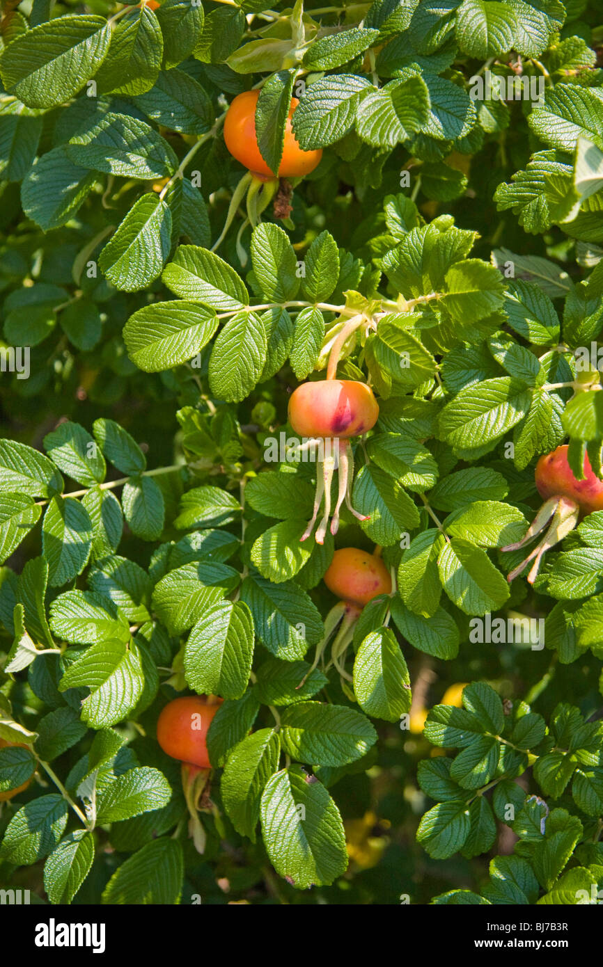Beach Rose (Rosa Rugosa) before the bloom at The Goslings in Casco Bay