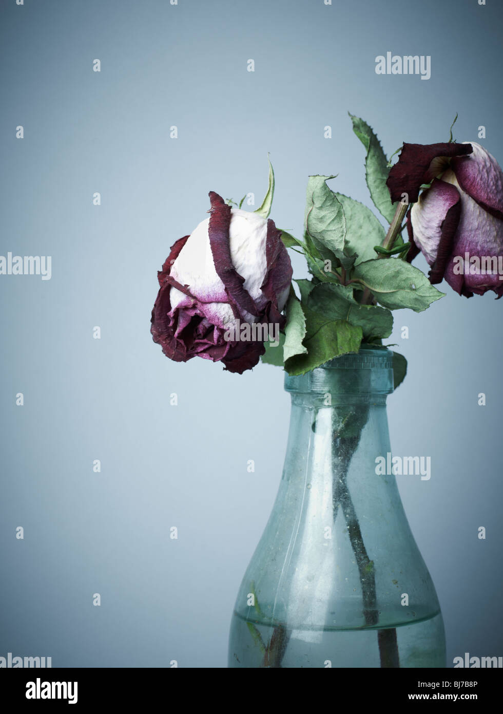 Dying Roses Stock Photos & Dying Roses Stock Images Alamy
