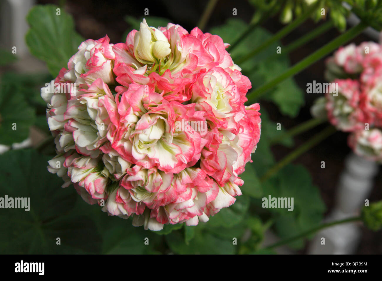 Flower of Pelargonium Apple Blossom Rosebud Stock Photo