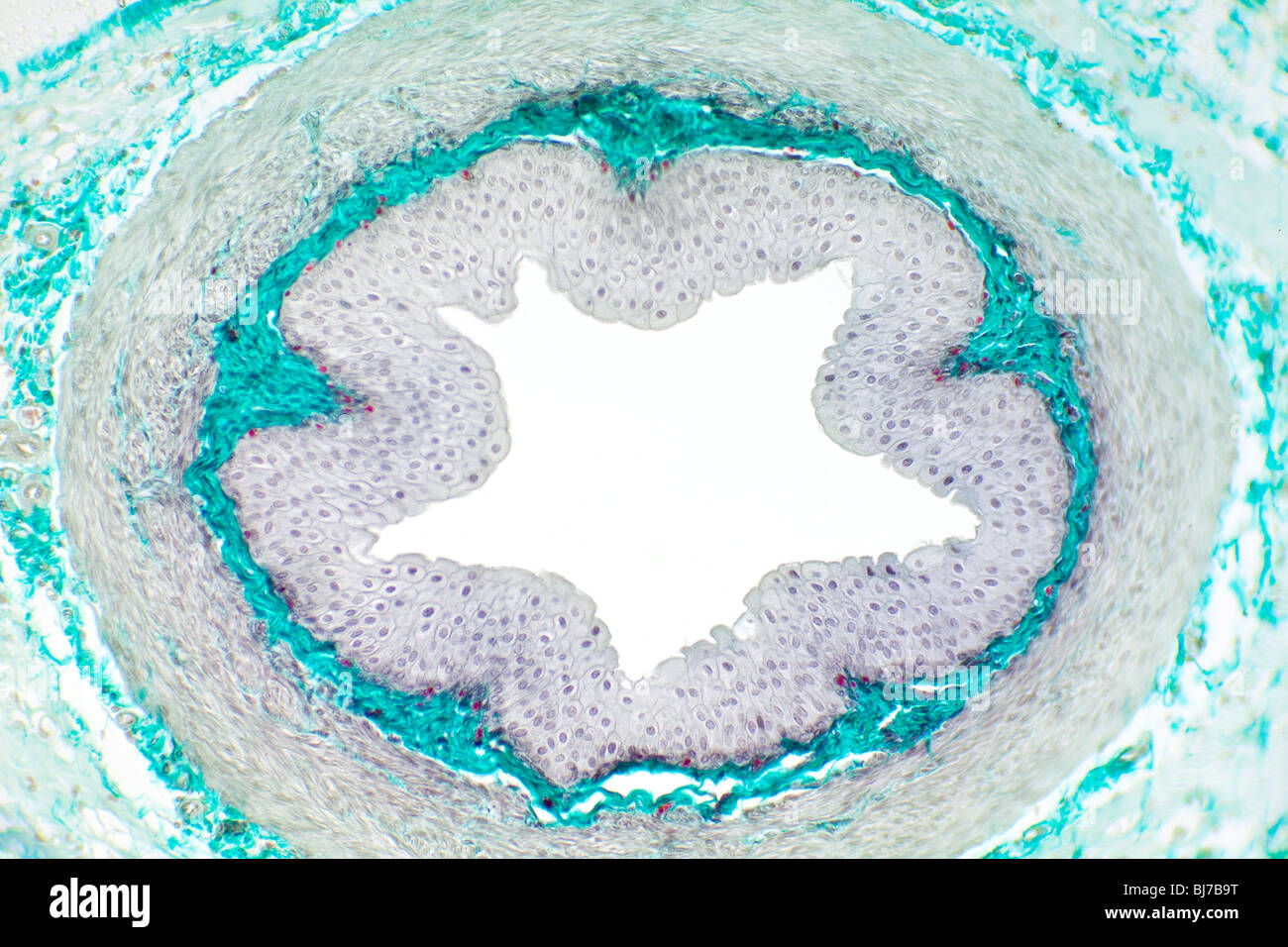 Brightfield photomicrograph of ureter of rabbit showing general ...