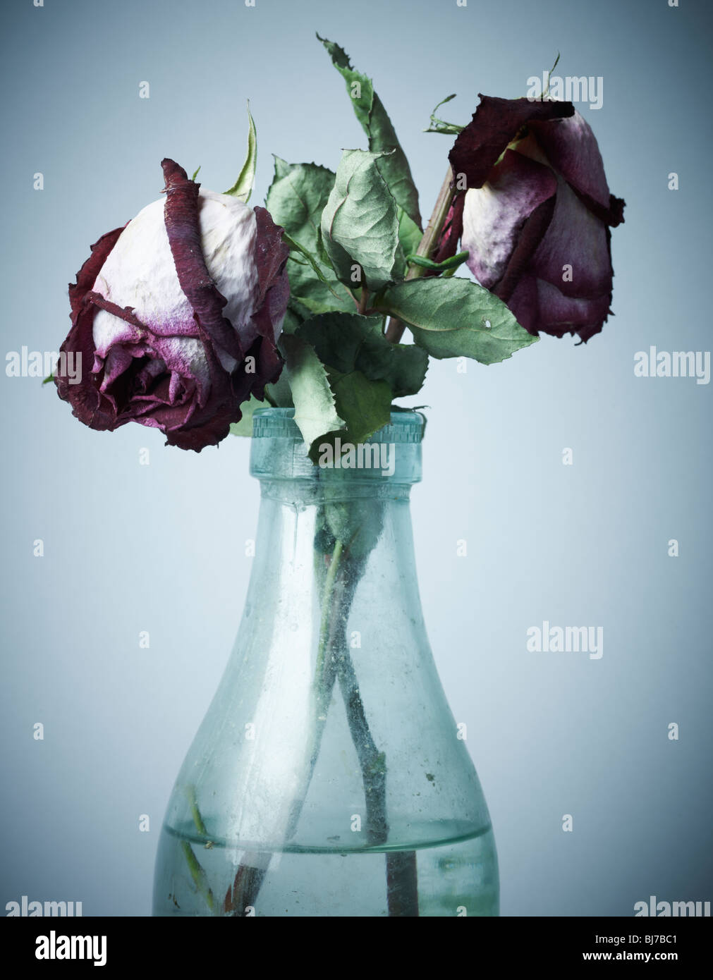 dying roses in a bottle Stock Photo Alamy