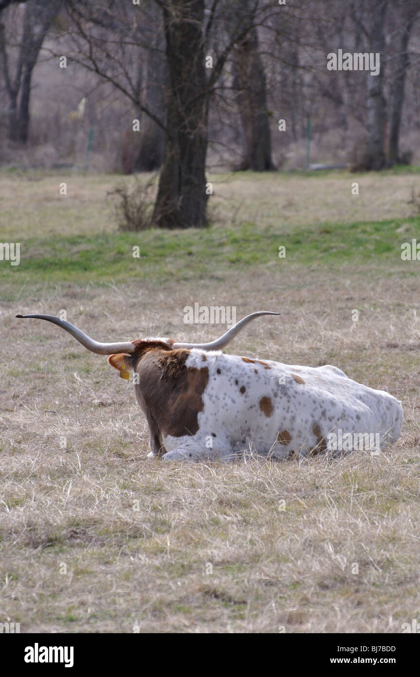 Texan longhorn, Texas, USA Stock Photo Alamy