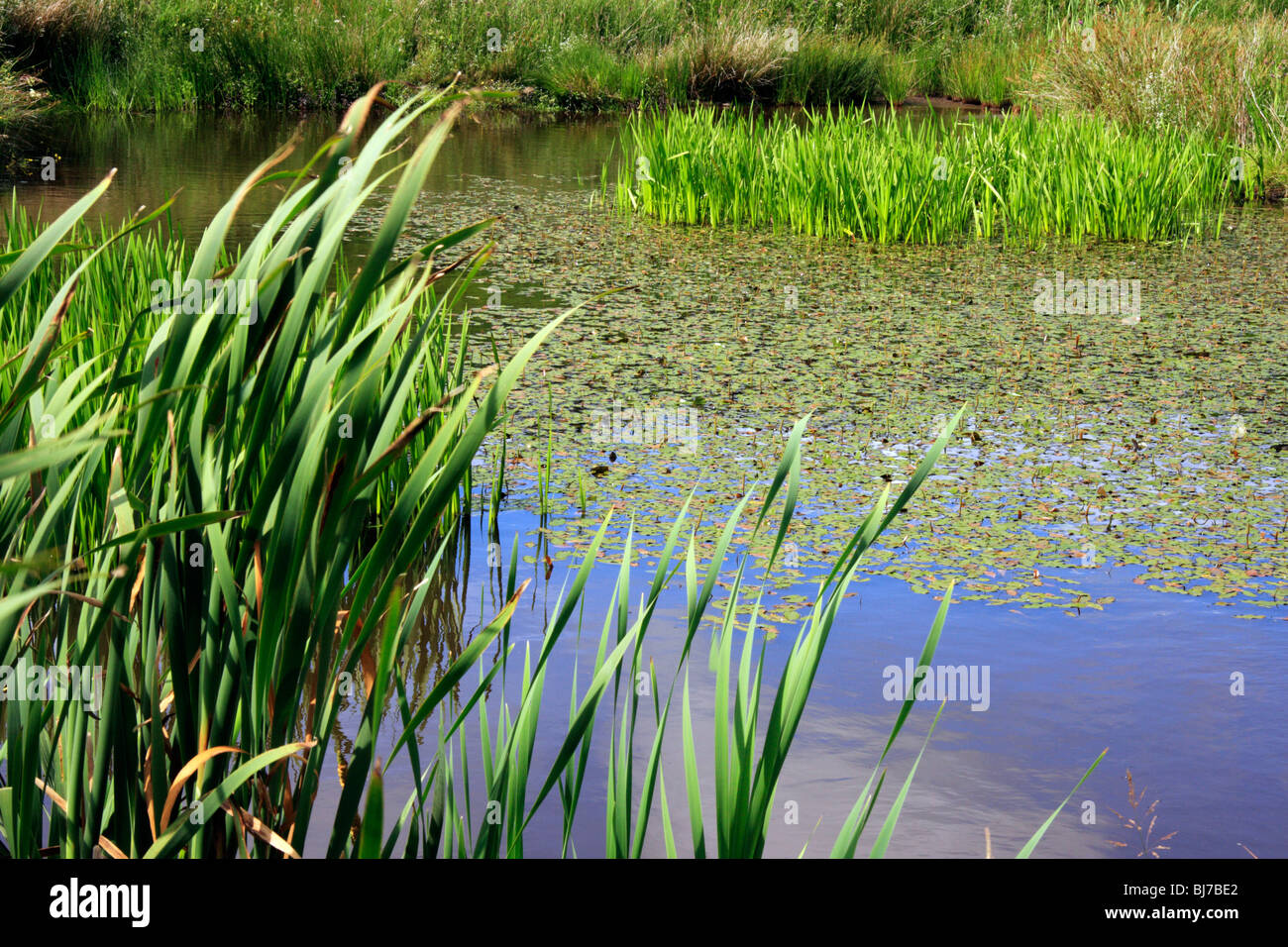 Pond in wildlife reserve at Barstobrick near Castle Douglas in Dumfries and Galloway Stock Photo