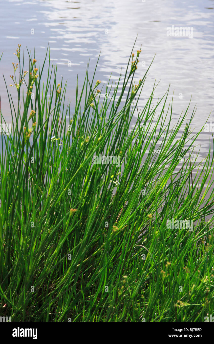 Sedges growing on a riverbank. Stock Photo