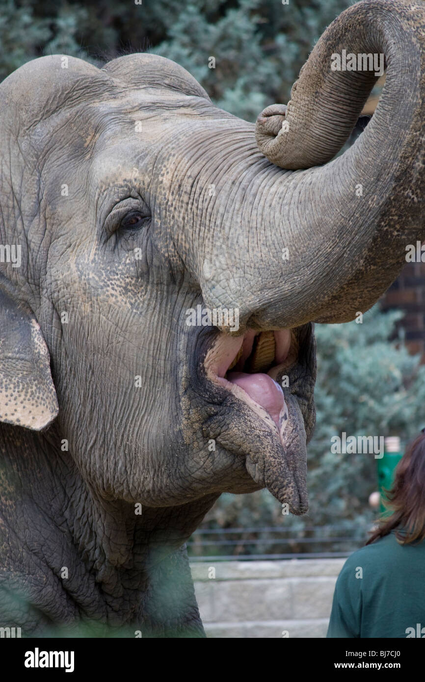 Asian elephant is being fed by a zookeepers at the Edmonton Valley Zoo Stock Photo