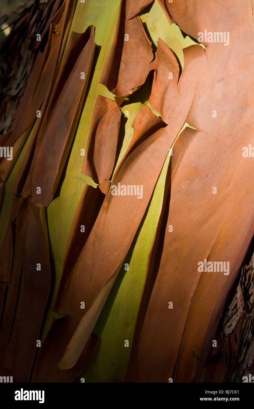 Closeup of peeling bark on arbutus tree Stock Photo Alamy