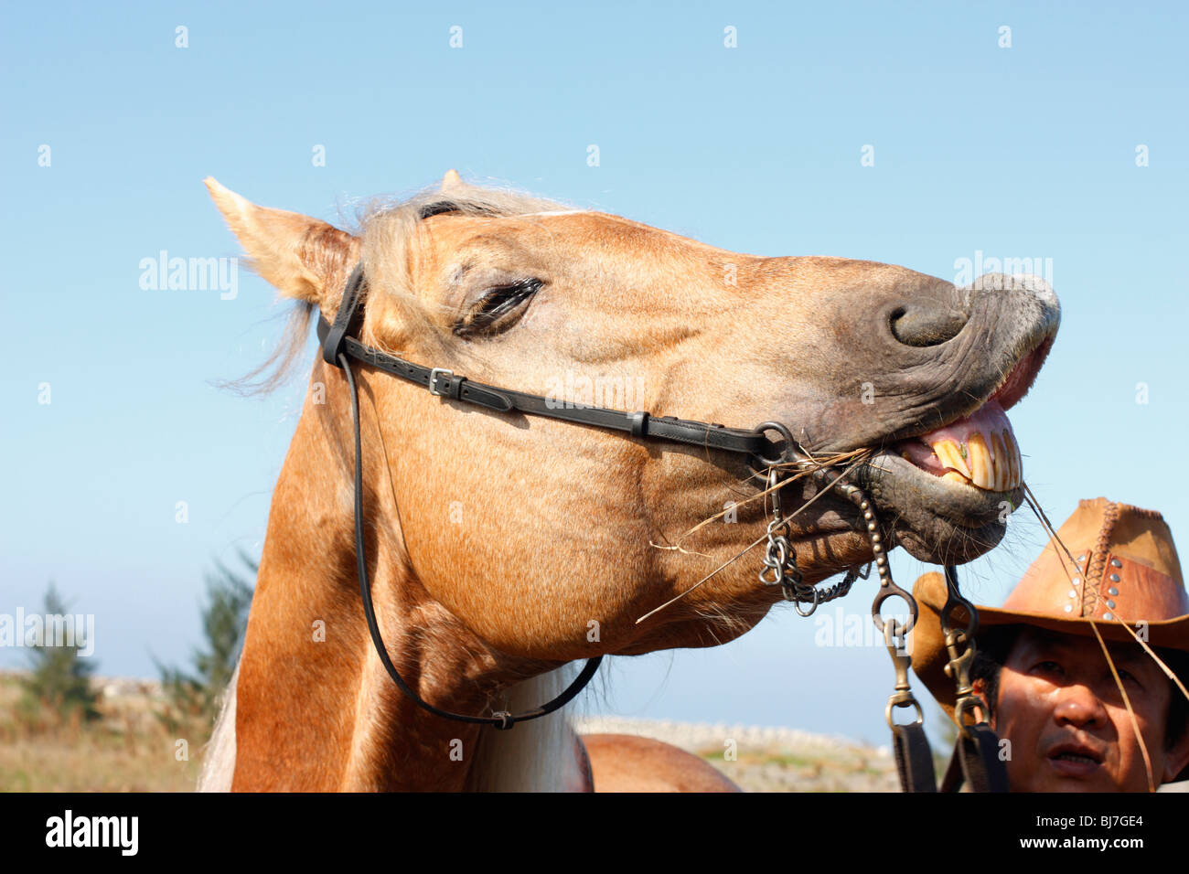 Smiling horse and horseback rider, Tainan, Taiwan Stock Photo
