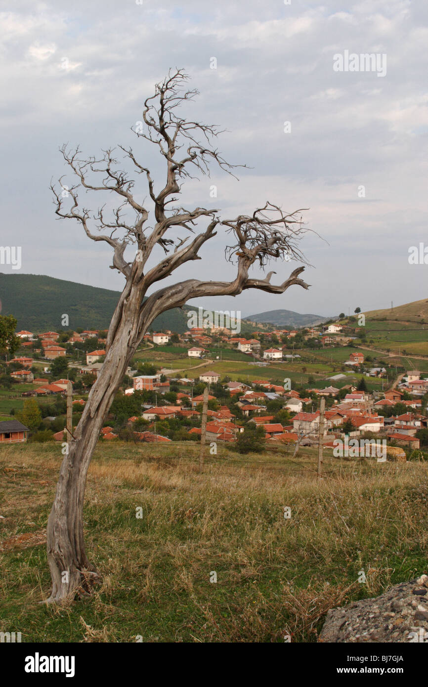 Landscape of village in Eastern Rodopi (Rhodopes, Rhodopi) Mountains in farmland with a dry tree, Bulgaria Stock Photo