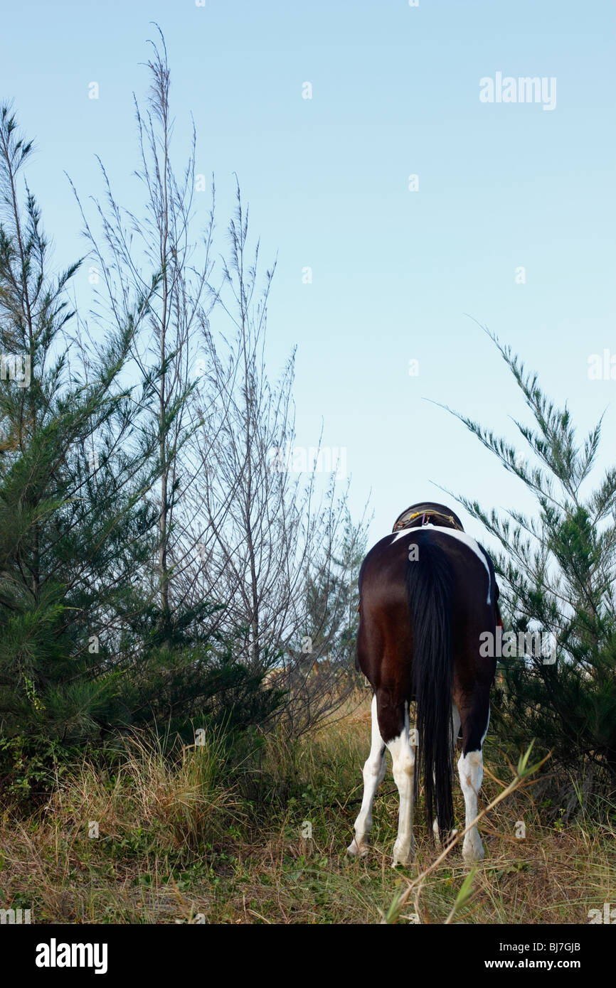 Back view of a horse, Tainan, Taiwan Stock Photo