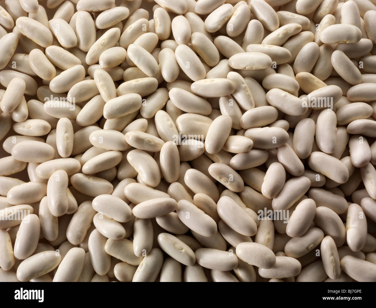 Whole dried argentin bean, alubia bean, white rajma, white kidney bean or cannellini bean, - close up full frame top shot Stock Photo