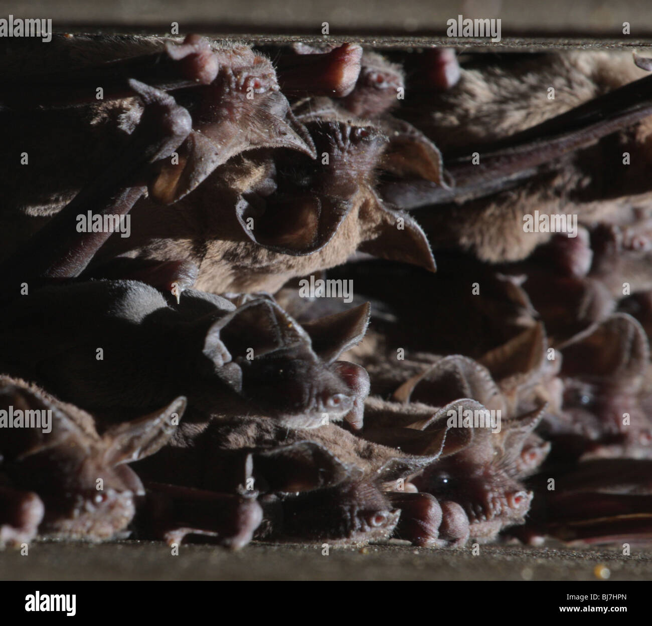 Mexican freetailed bat roosting under bridge expansion joint Austin