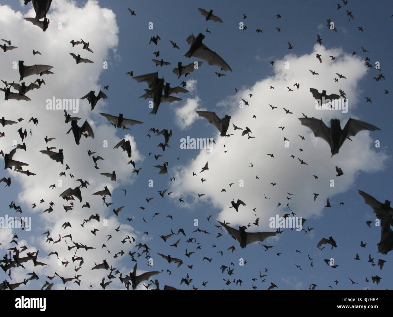 emerging Mexican freetailed bat flying Austin Texas Stock Photo Alamy