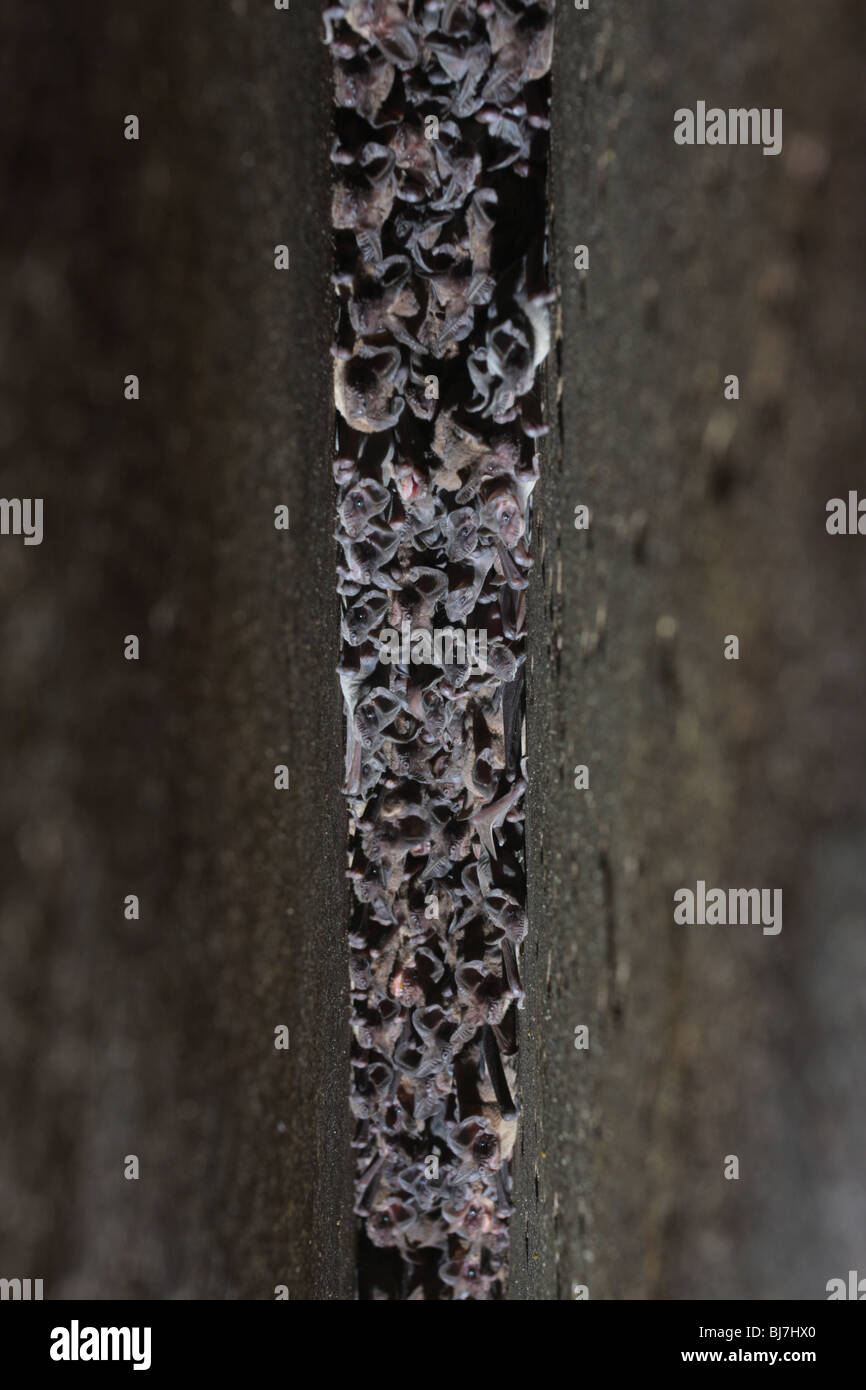 Mexican freetailed bat roosting under bridge expansion joint Austin