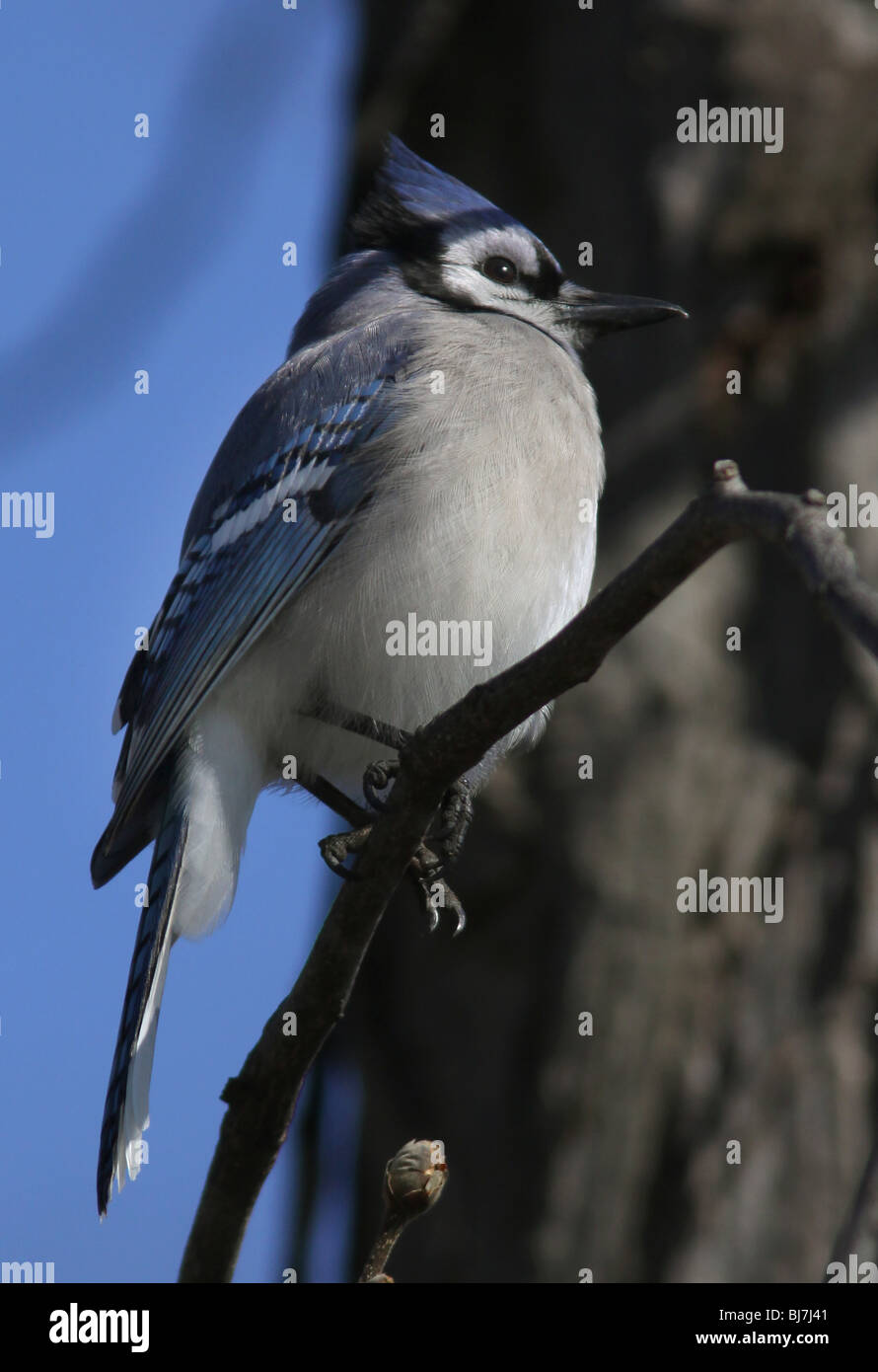 Pair Of Blue Jays Sits On Top Of A Tree Branch Background, Picture Of Blue  Jays Male And Female Background Image And Wallpaper for Free Download