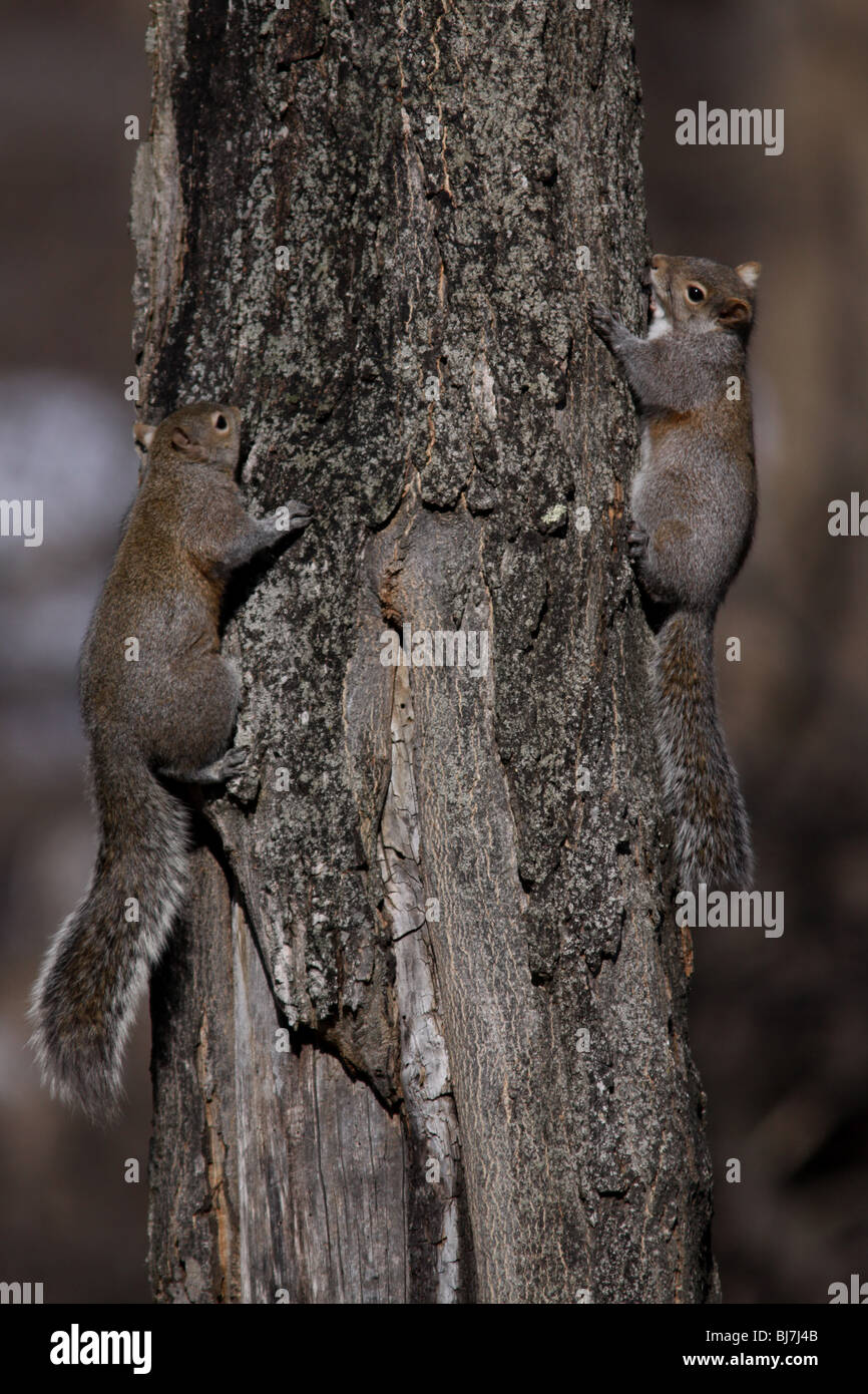 Gray squirrel chasing on tree trunk ohio Stock Photo