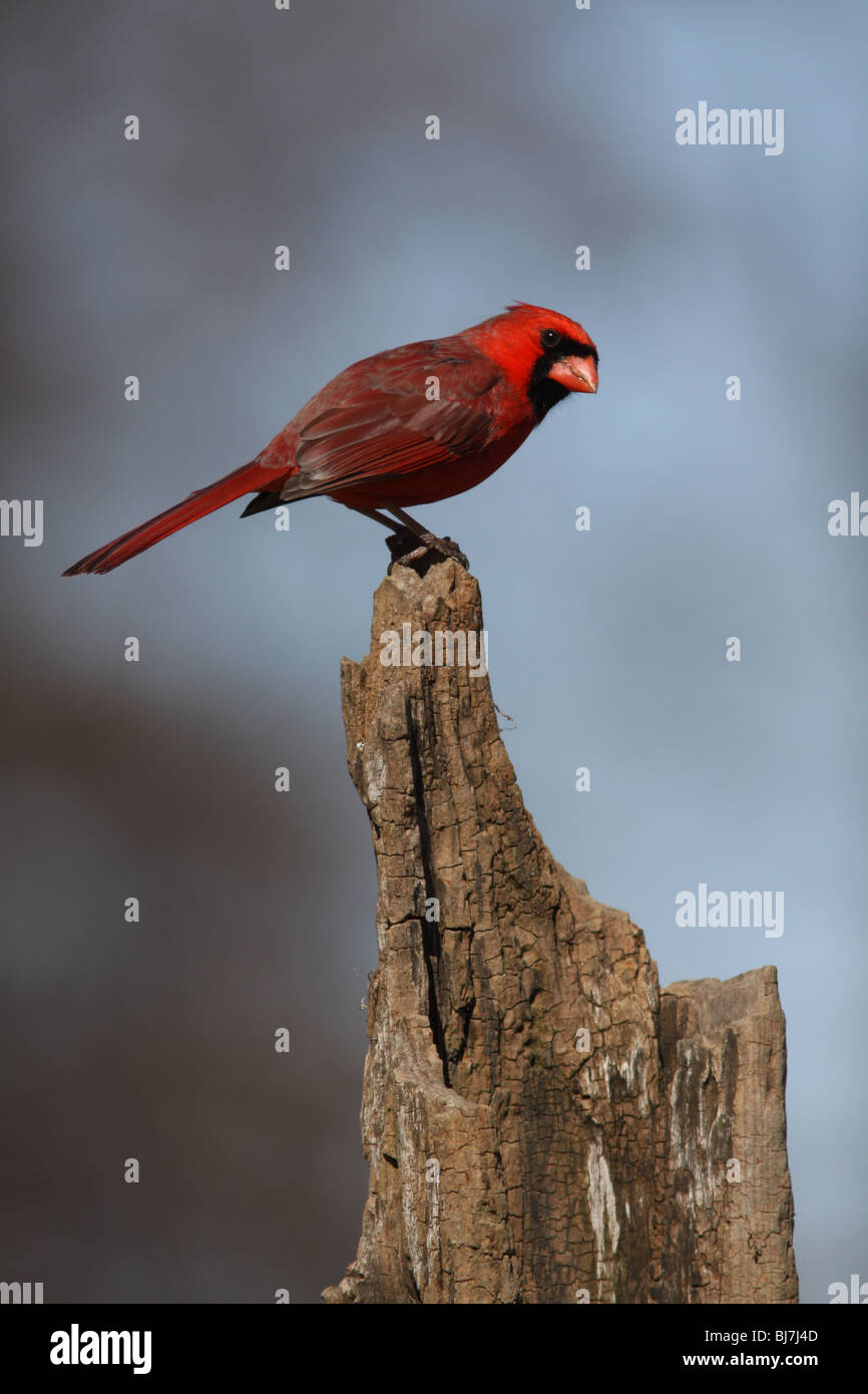 northern cardinal male Stock Photo